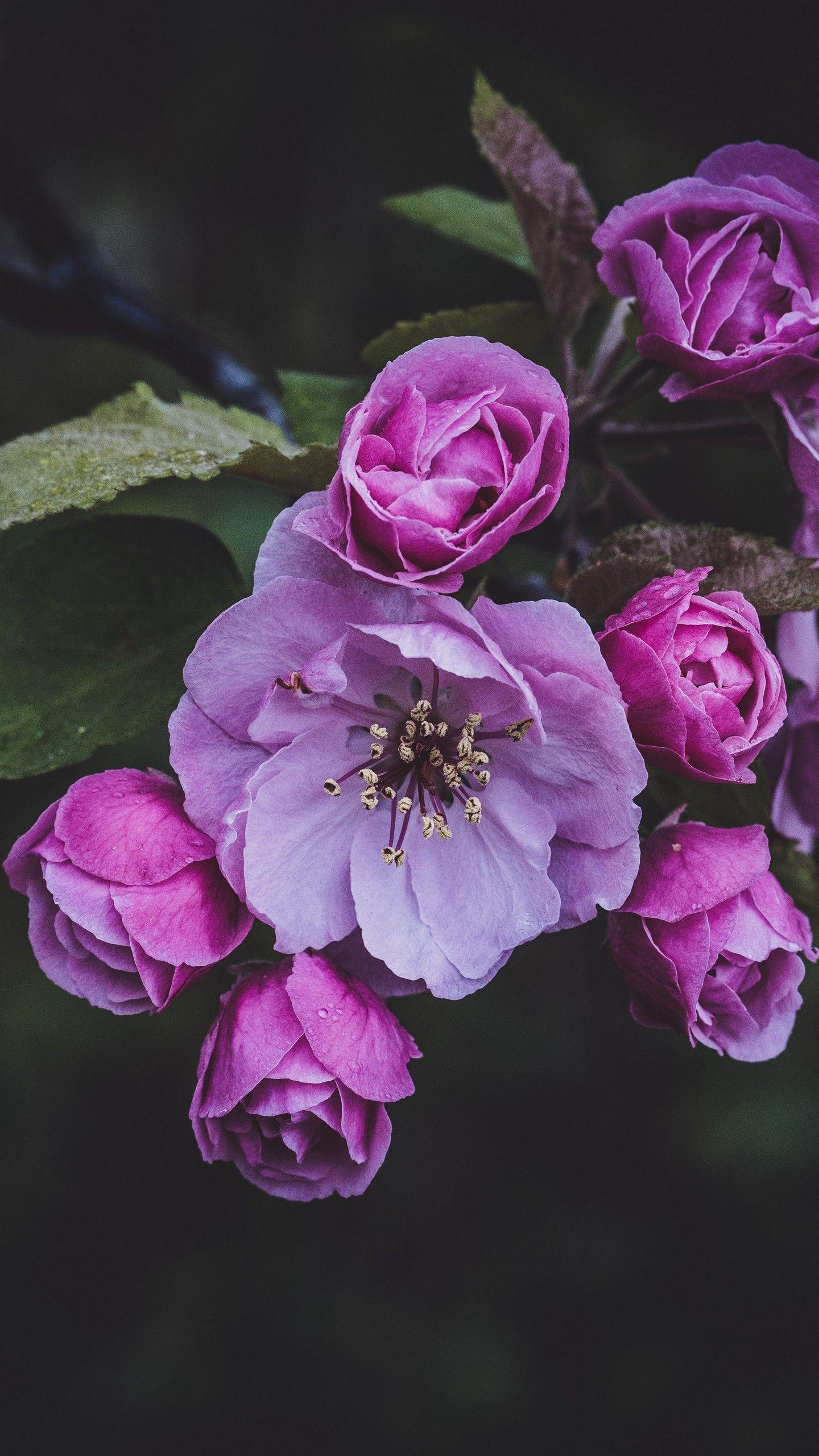1440x2560 Spring HD iPhone and Android Wallpaper