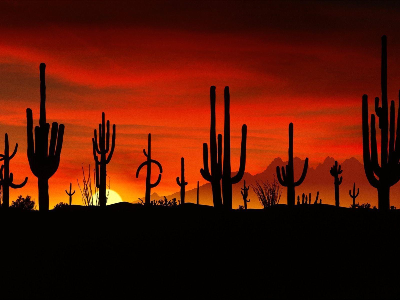 1600x1200 Deserts: Arizona Sonoran Saguaros Desert Deserts Wallpaper for HD