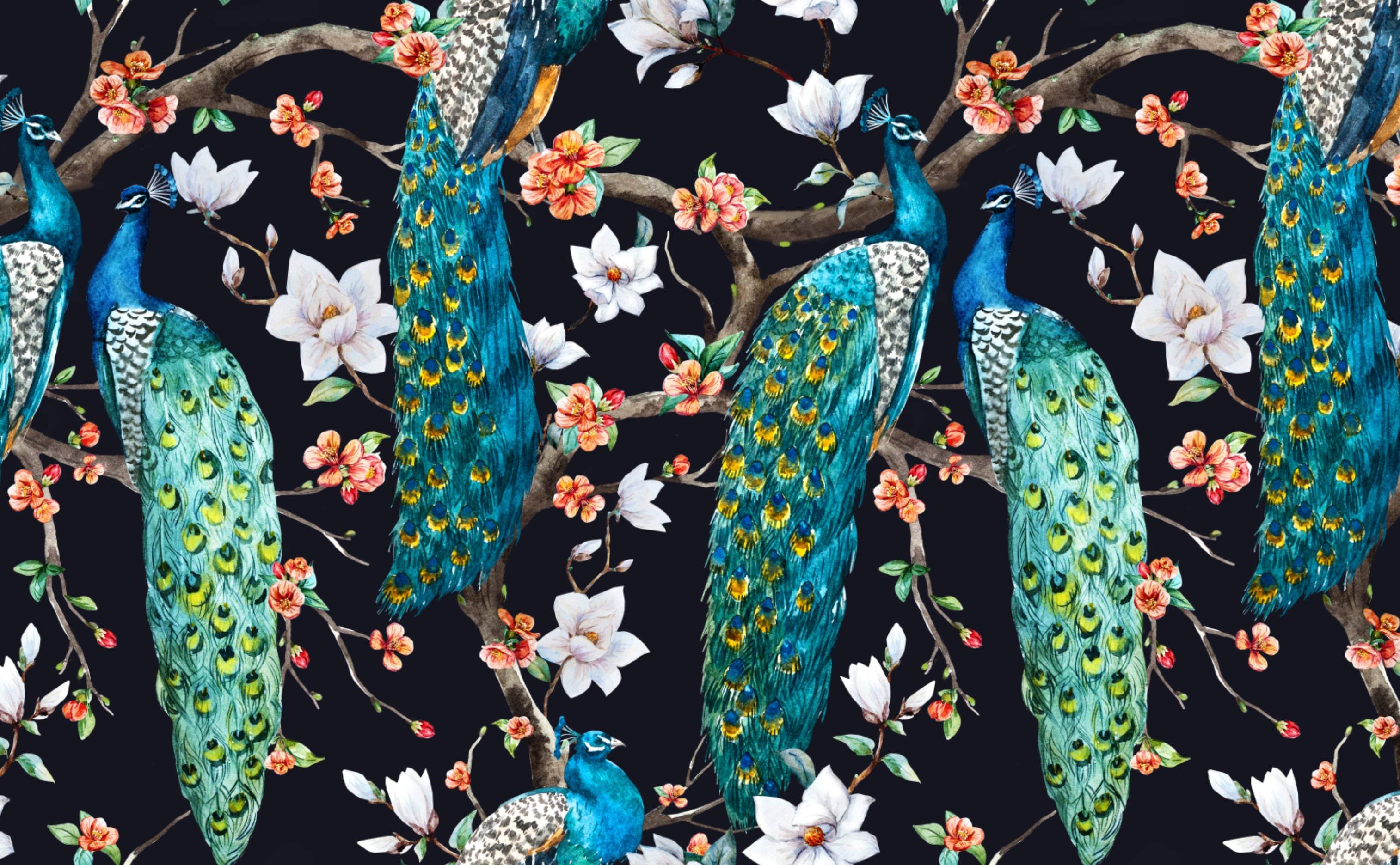 Lucky Peacock Wallpapers Top Free Lucky Peacock Backgrounds