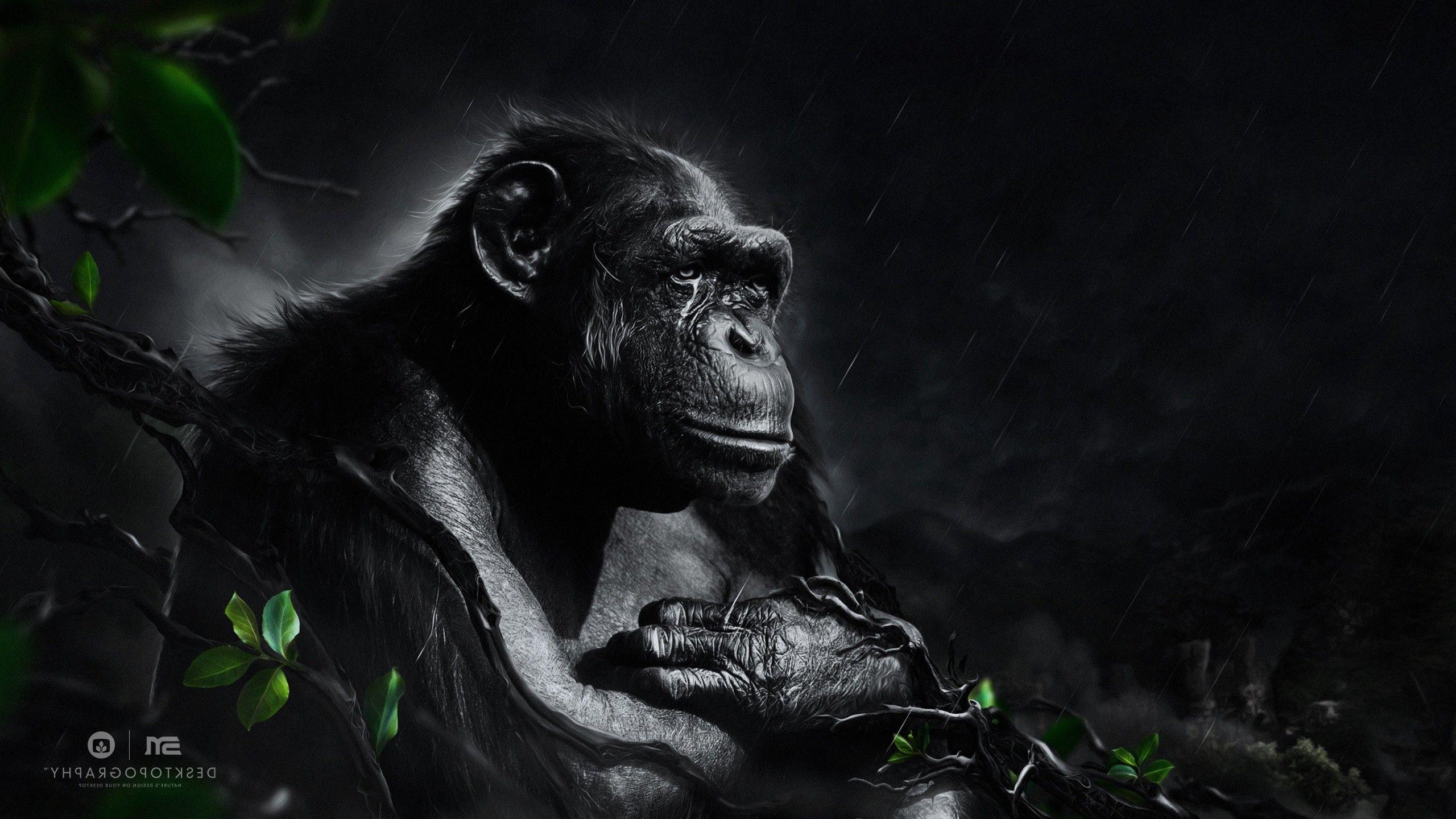 2560x1440 Desktopography, Animals, Rain, Apes, Digital Art, Monkeys