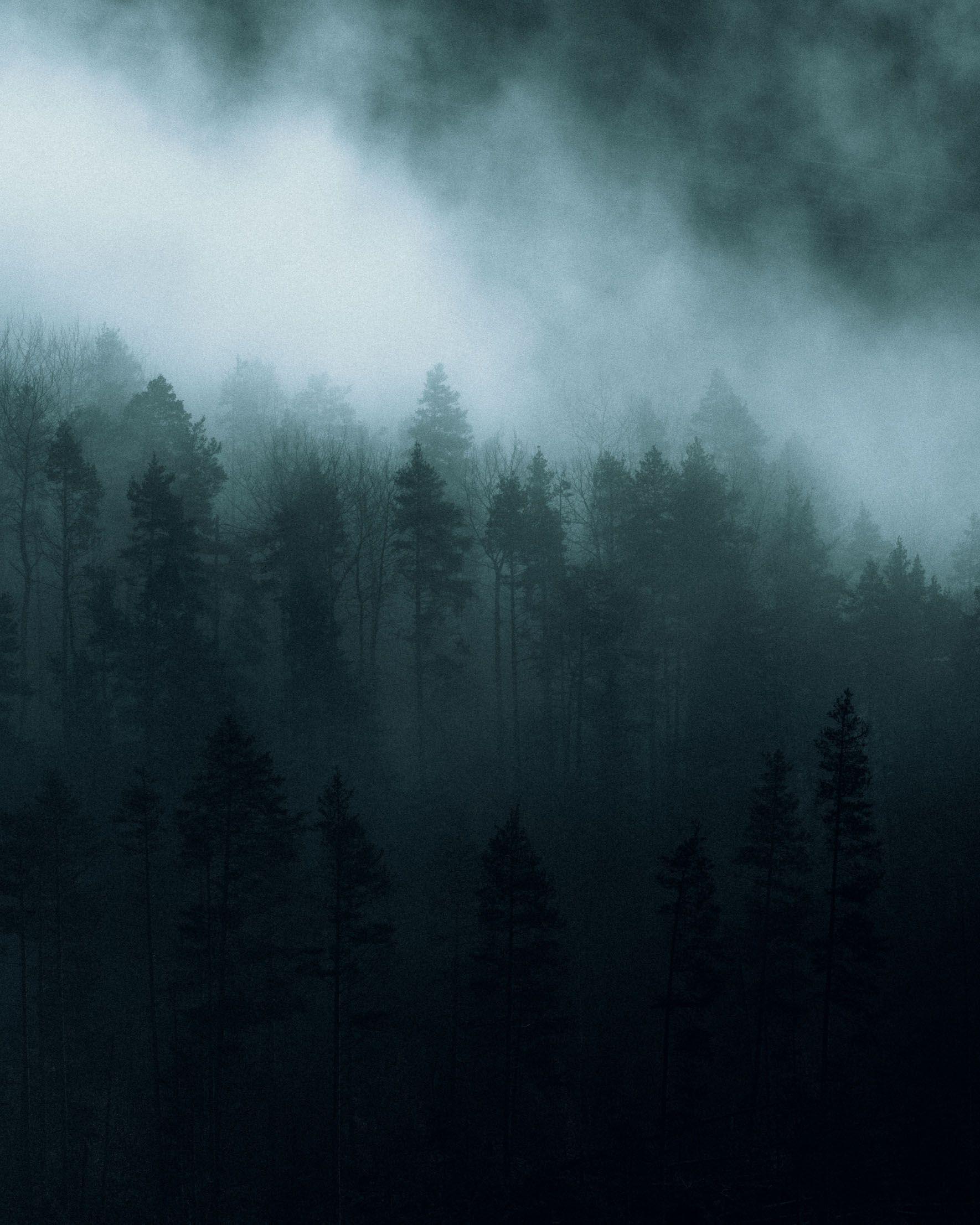 1770x2213 Dark and moody forest photography by Northlandscapes. Jan Erik