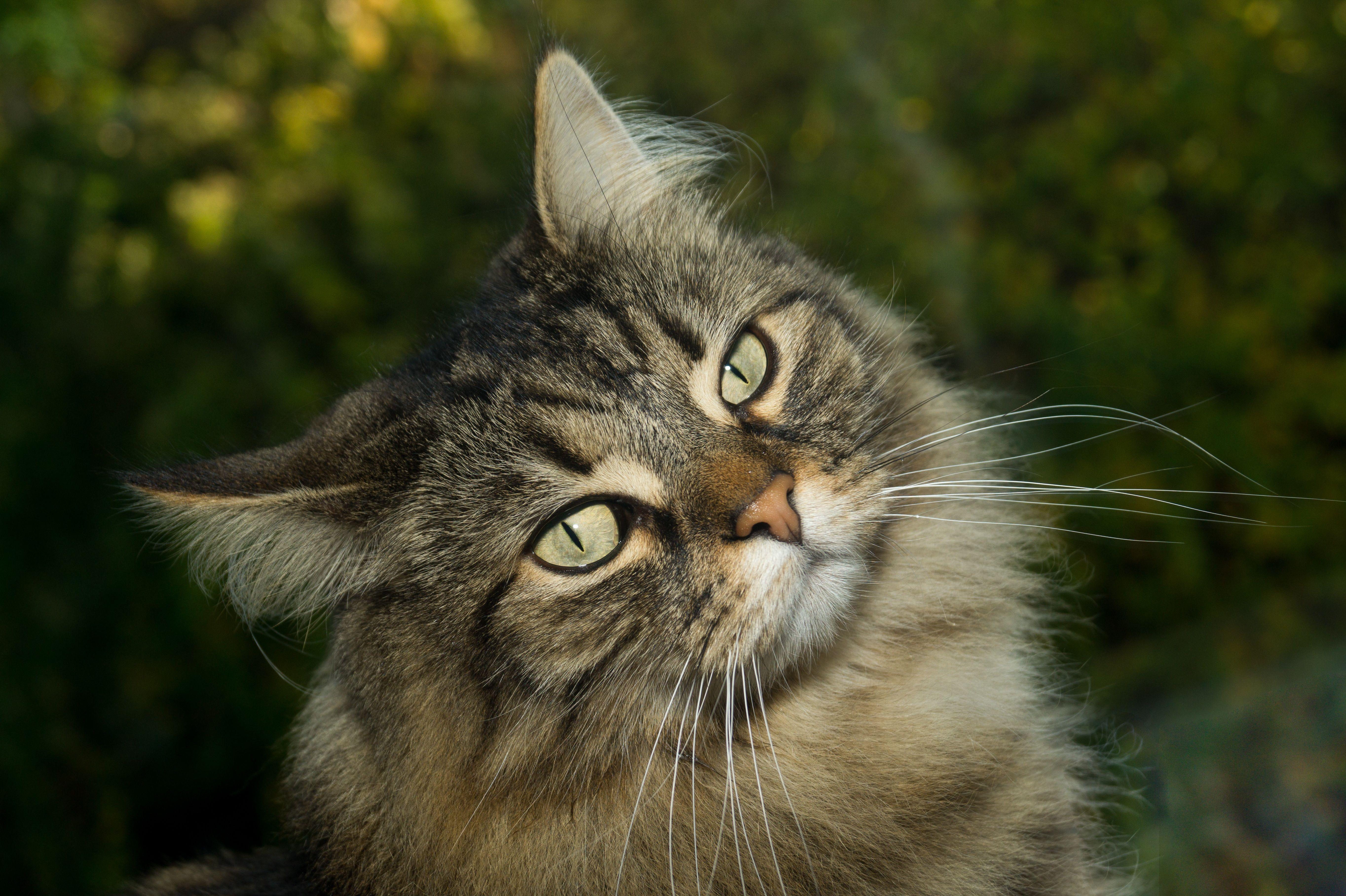 5456x3632 Norwegian Forest cat 5k Retina Ultra HD Wallpaper. Background