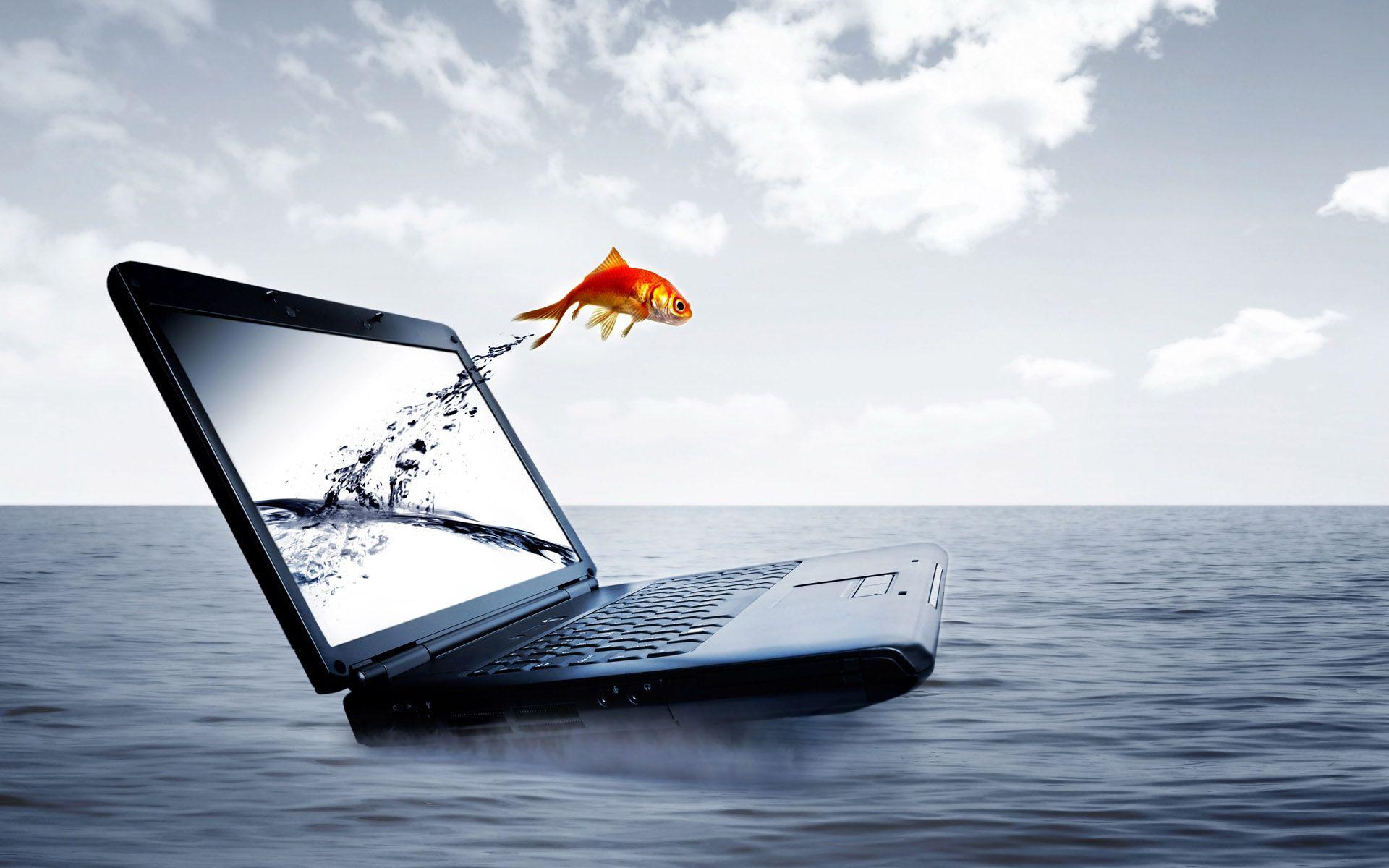 1920x1200 Fish Wallpaper for Laptop