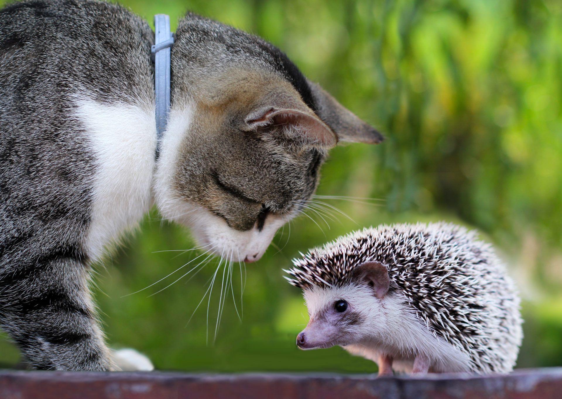 1920x1362 My Hedgehog HD Wallpaper New Tab Theme
