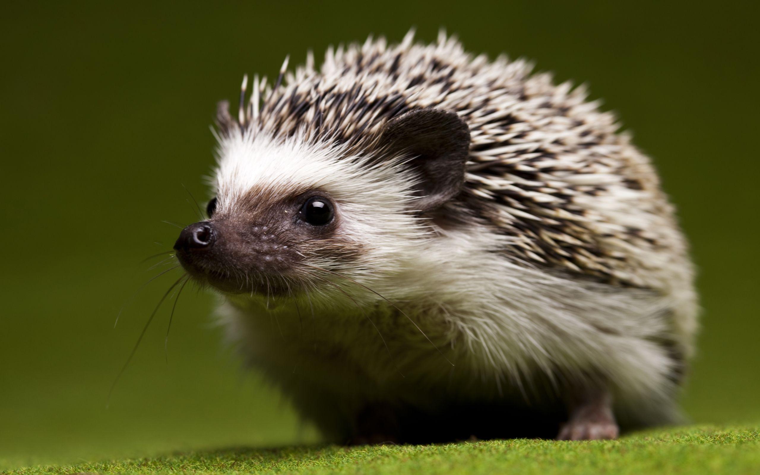 2560x1600 Free download Hedgehog Computer Wallpaper Desktop Background
