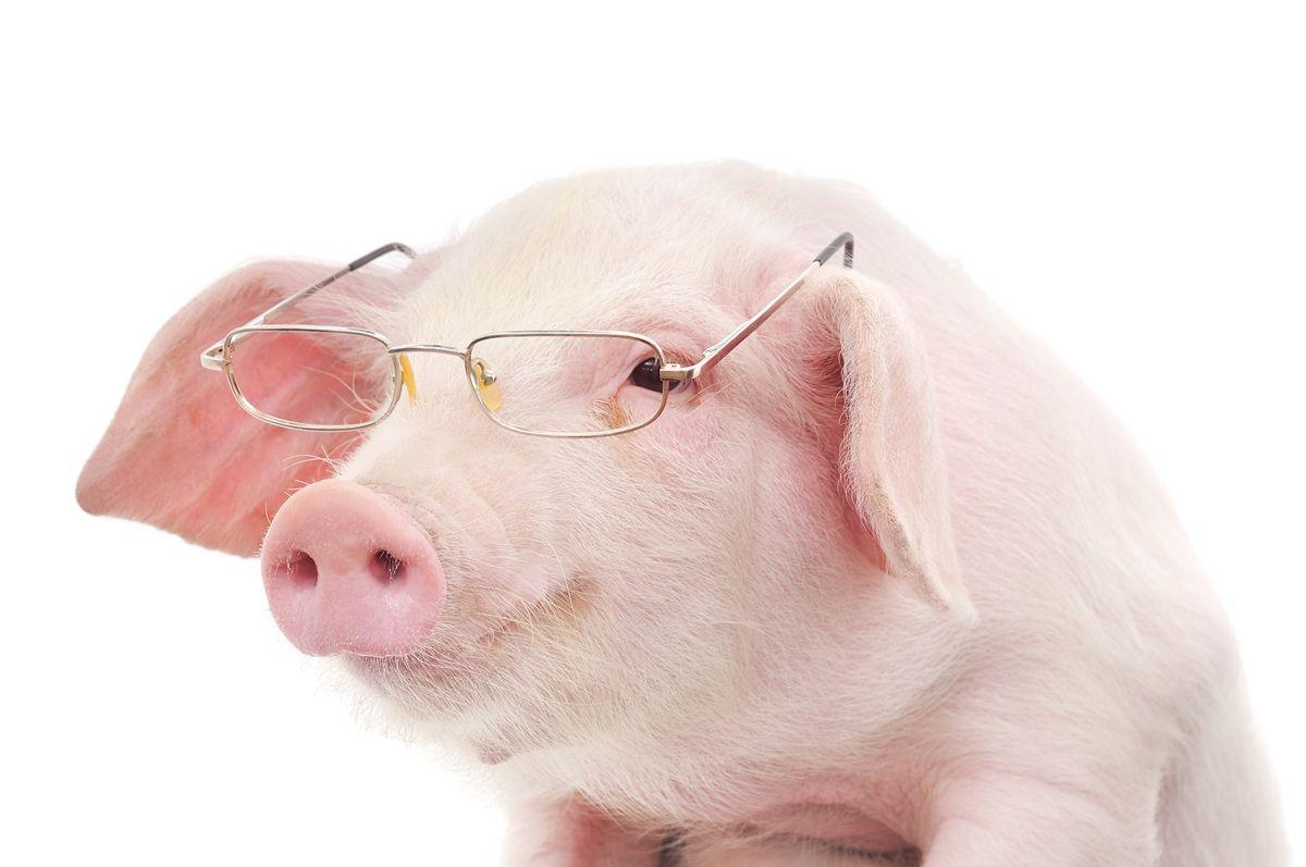 1200x797 Pig wallpaper, Animal, HQ Pig picture .