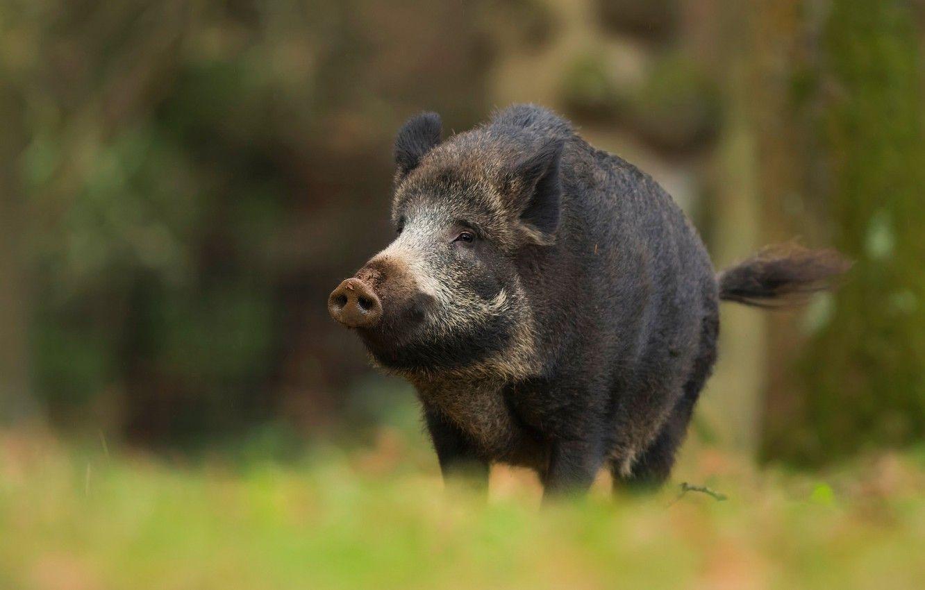 1332x850 Wallpaper forest, look, face, background, black, pig, boar