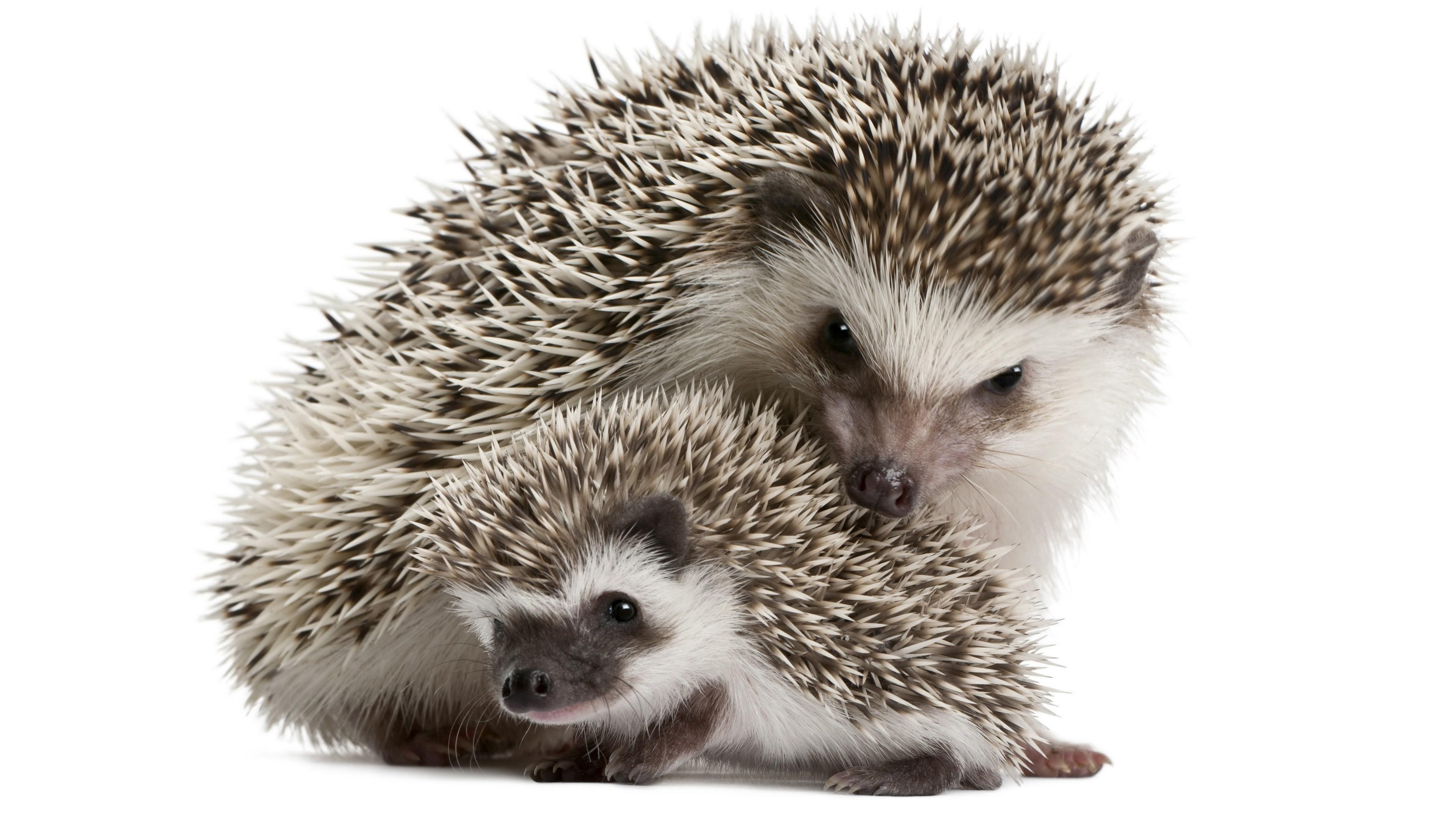 3840x2160 Hedgehog Wallpaper and Background HD Wallpaper