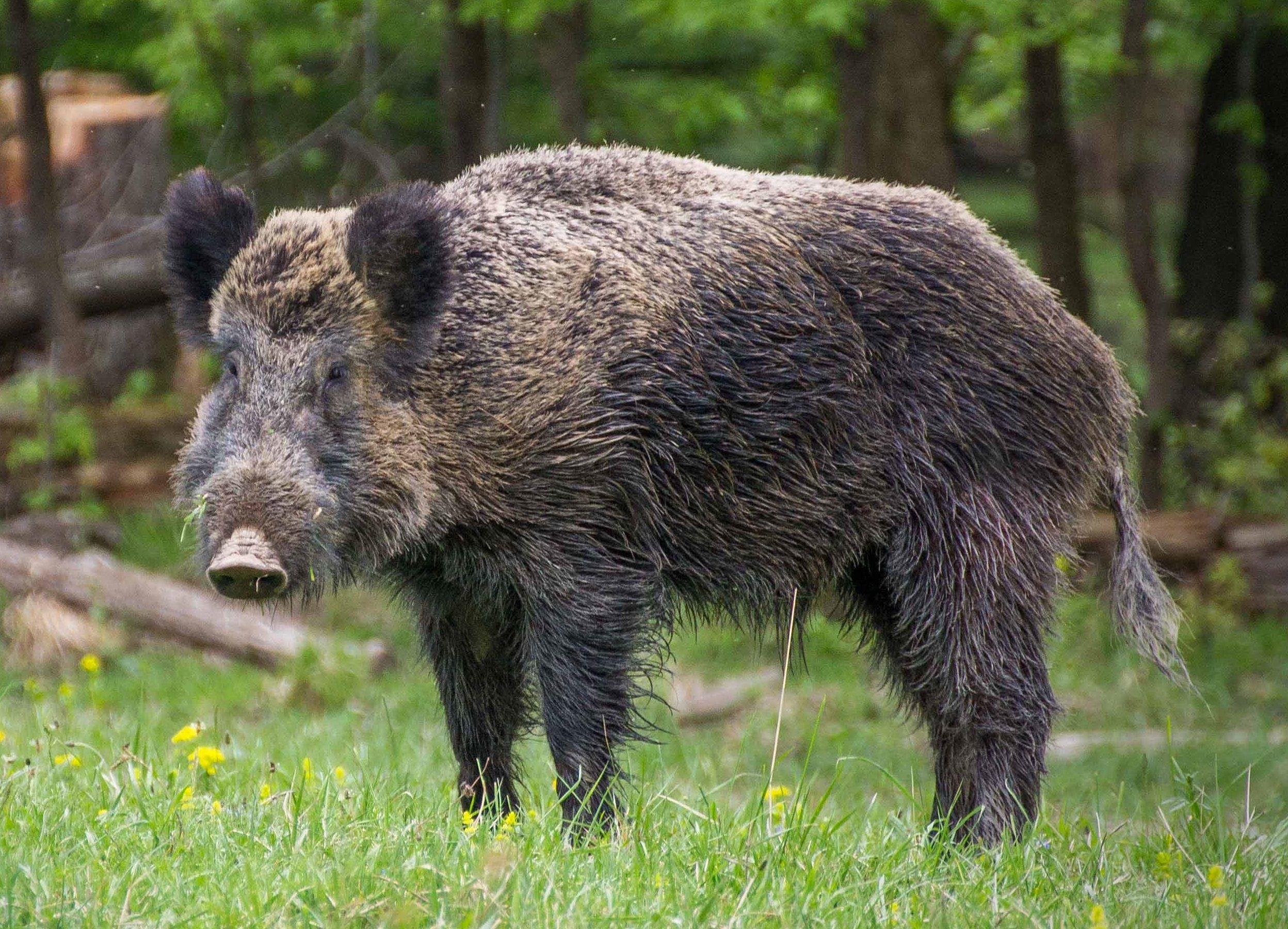 2496x1800 Wild boar