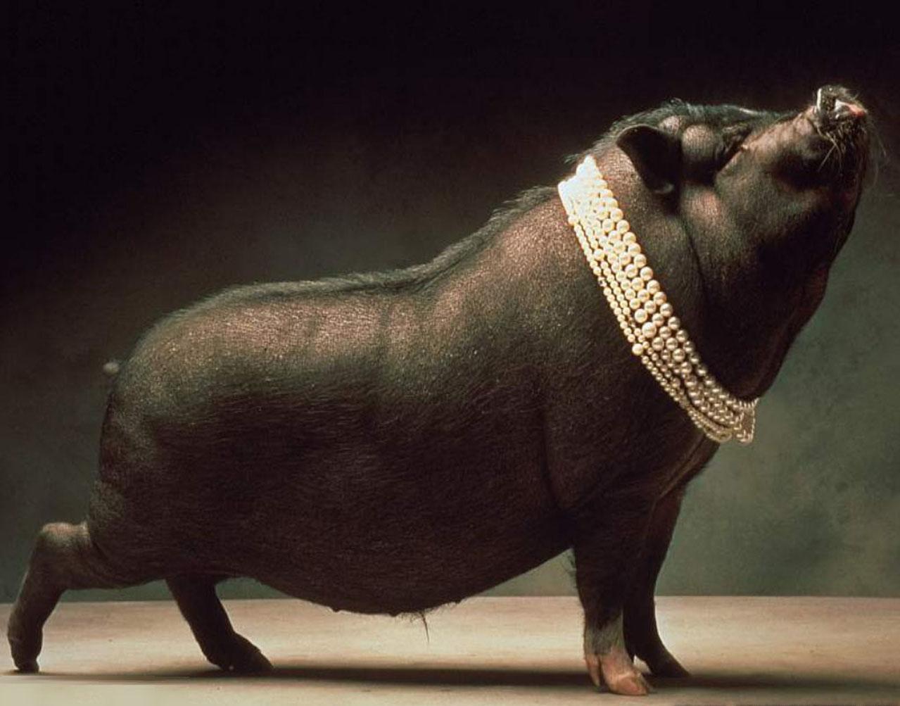 1279x1003 Piggy Wallpaper