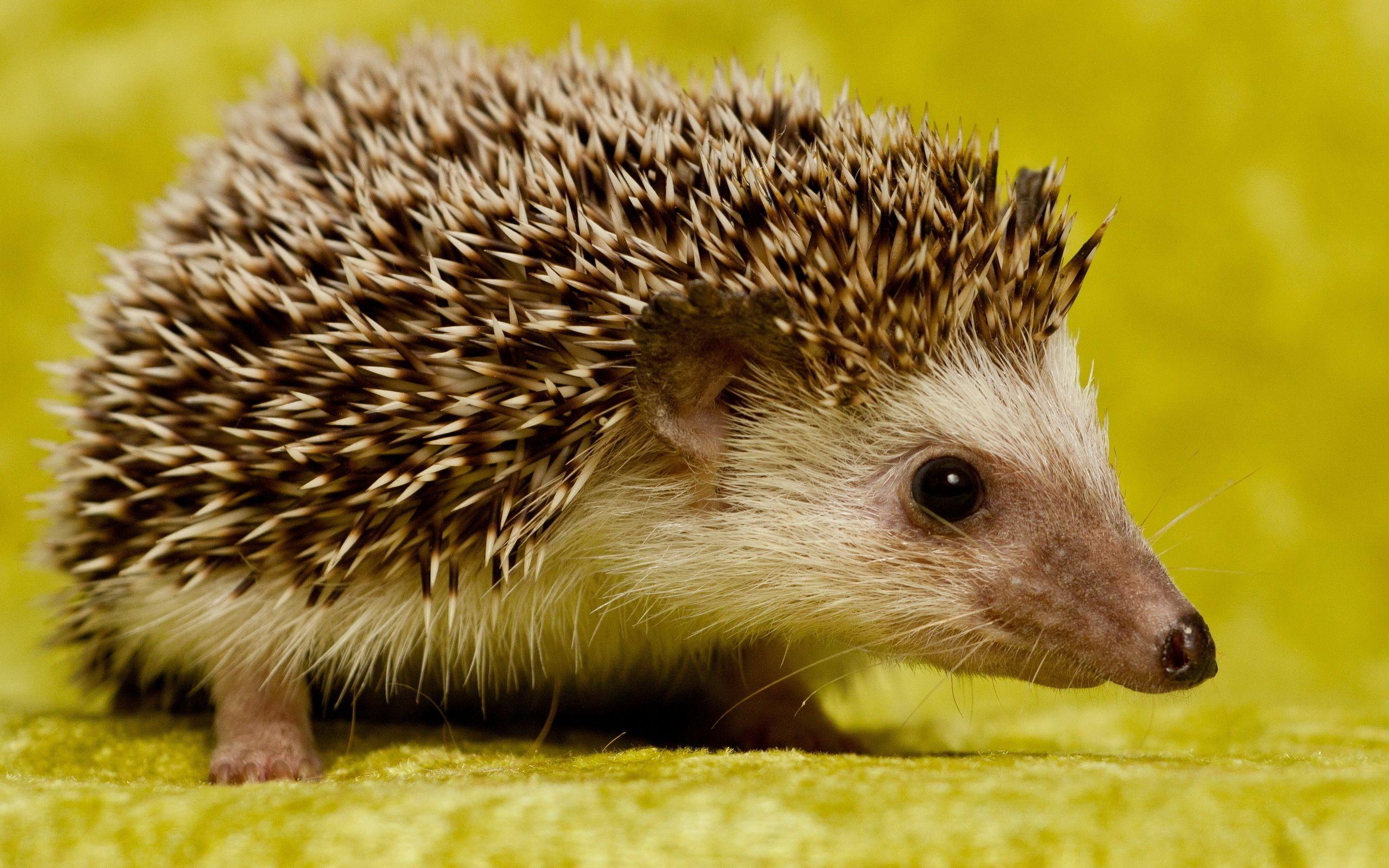 2560x1600 Wonderful HD Hedgehog Wallpaper