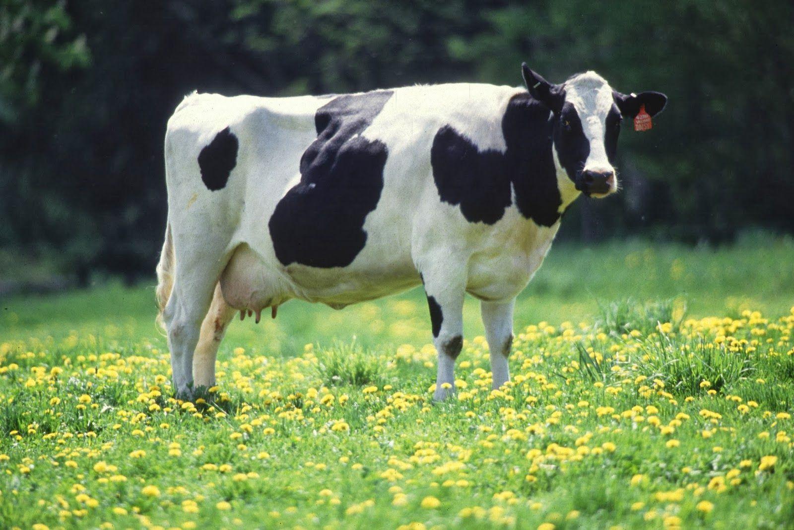 1600x1069 Animals World: Cow HD Wallpaper