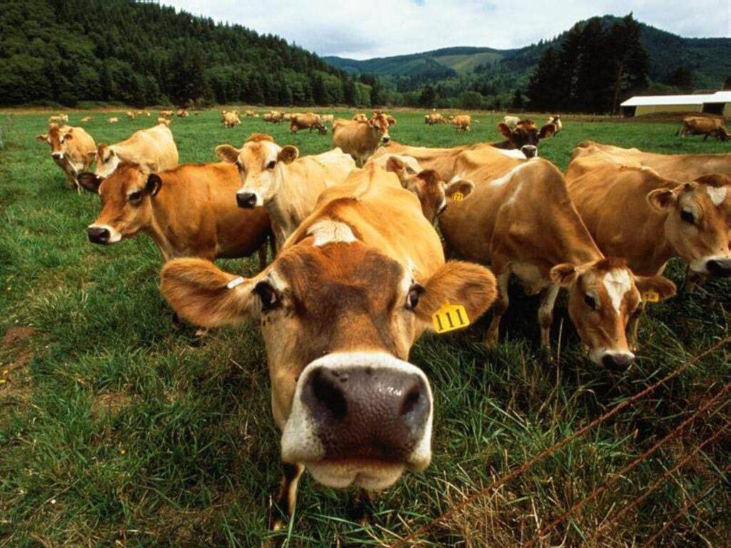 1024x768 Free download Funny fat cows wallpaper desktop Funny Animal