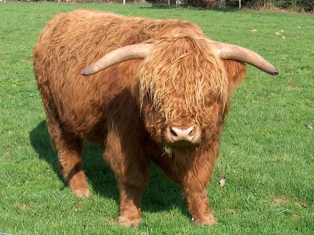 1024x768 Highland Cattle wallpaper, Animal, HQ Highland Cattle pictureK Wallpaper 2019