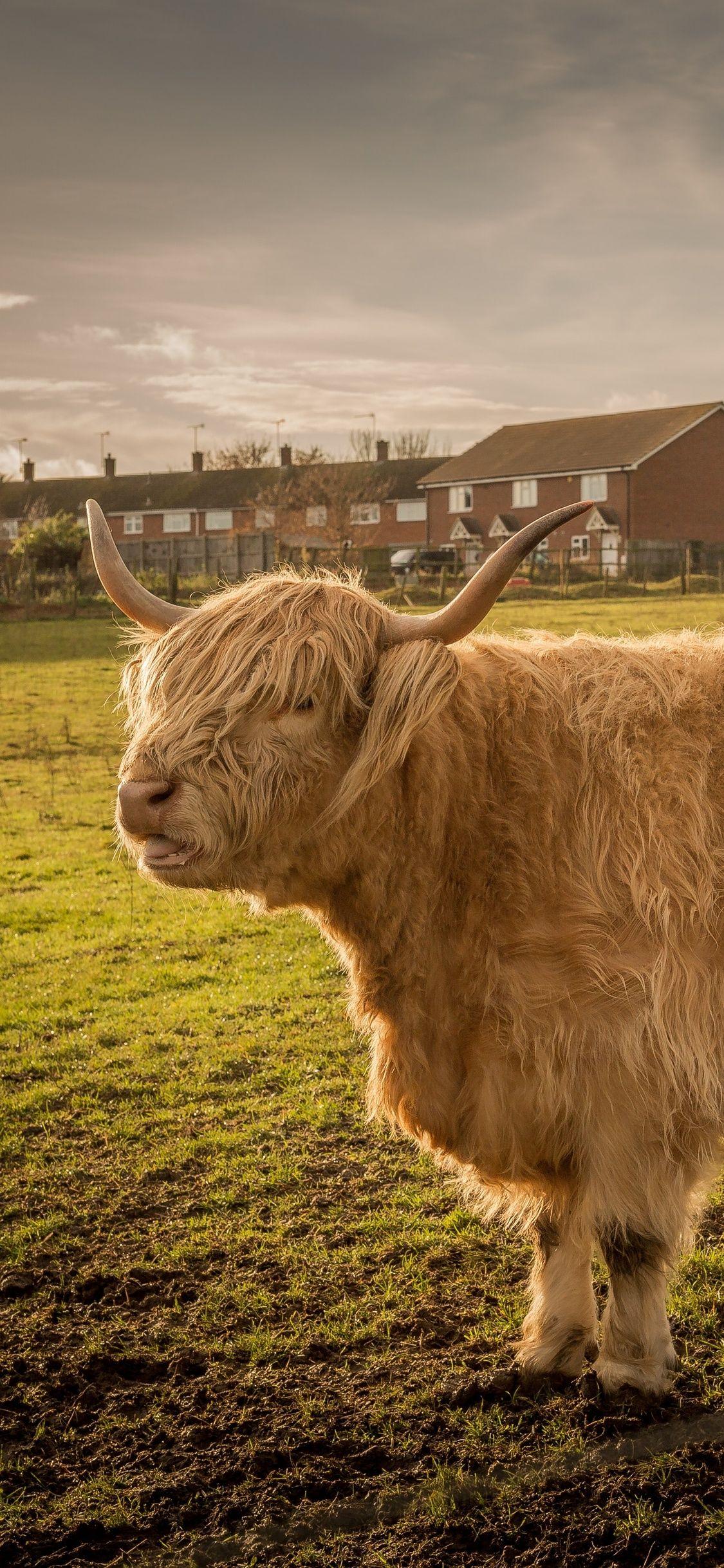 1125x2436 Bull Cattle Cow iPhone XS, iPhone iPhone X HD 4k
