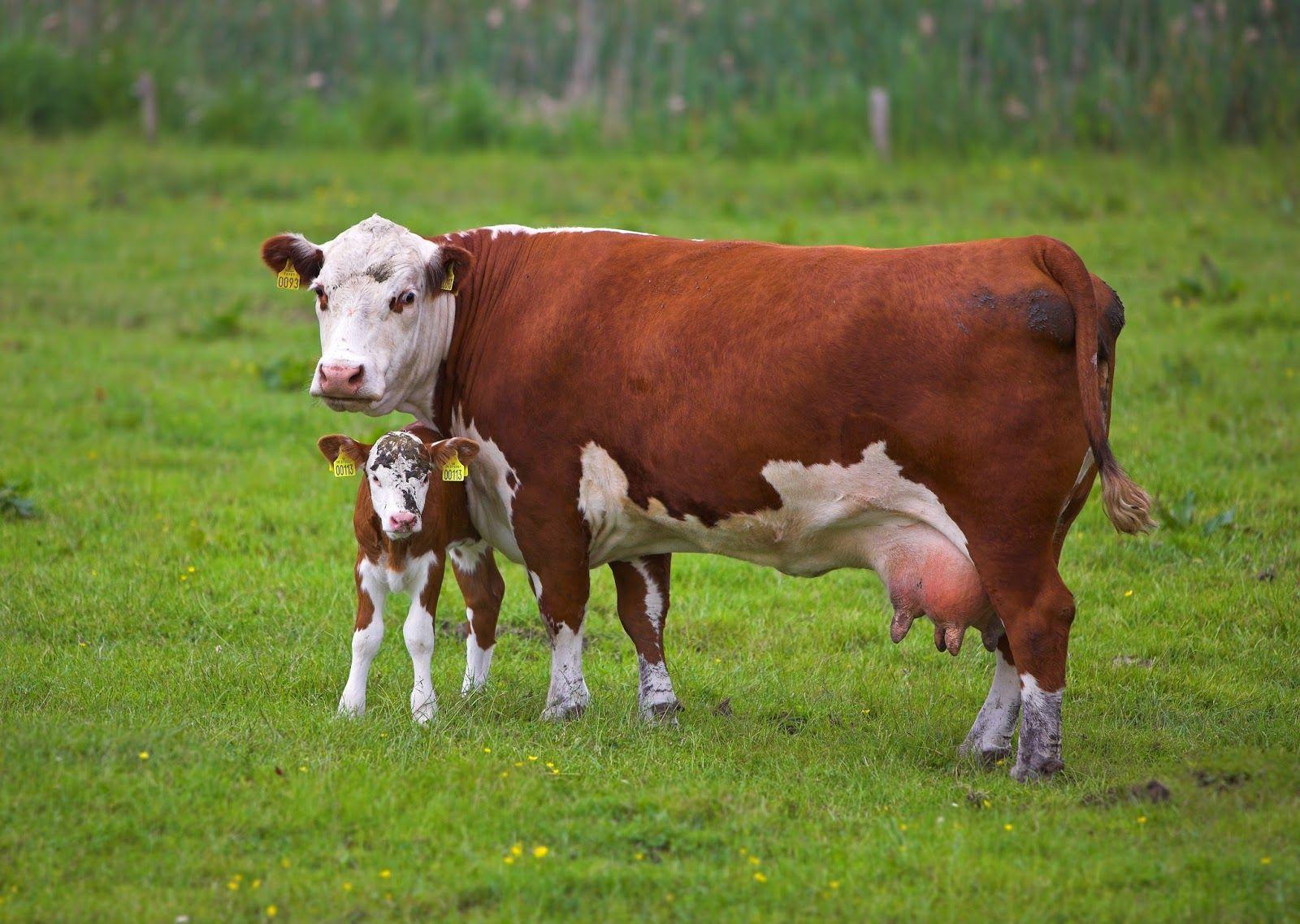 1600x1137 You Will Love Tutorials Cow Image Free Download 2019