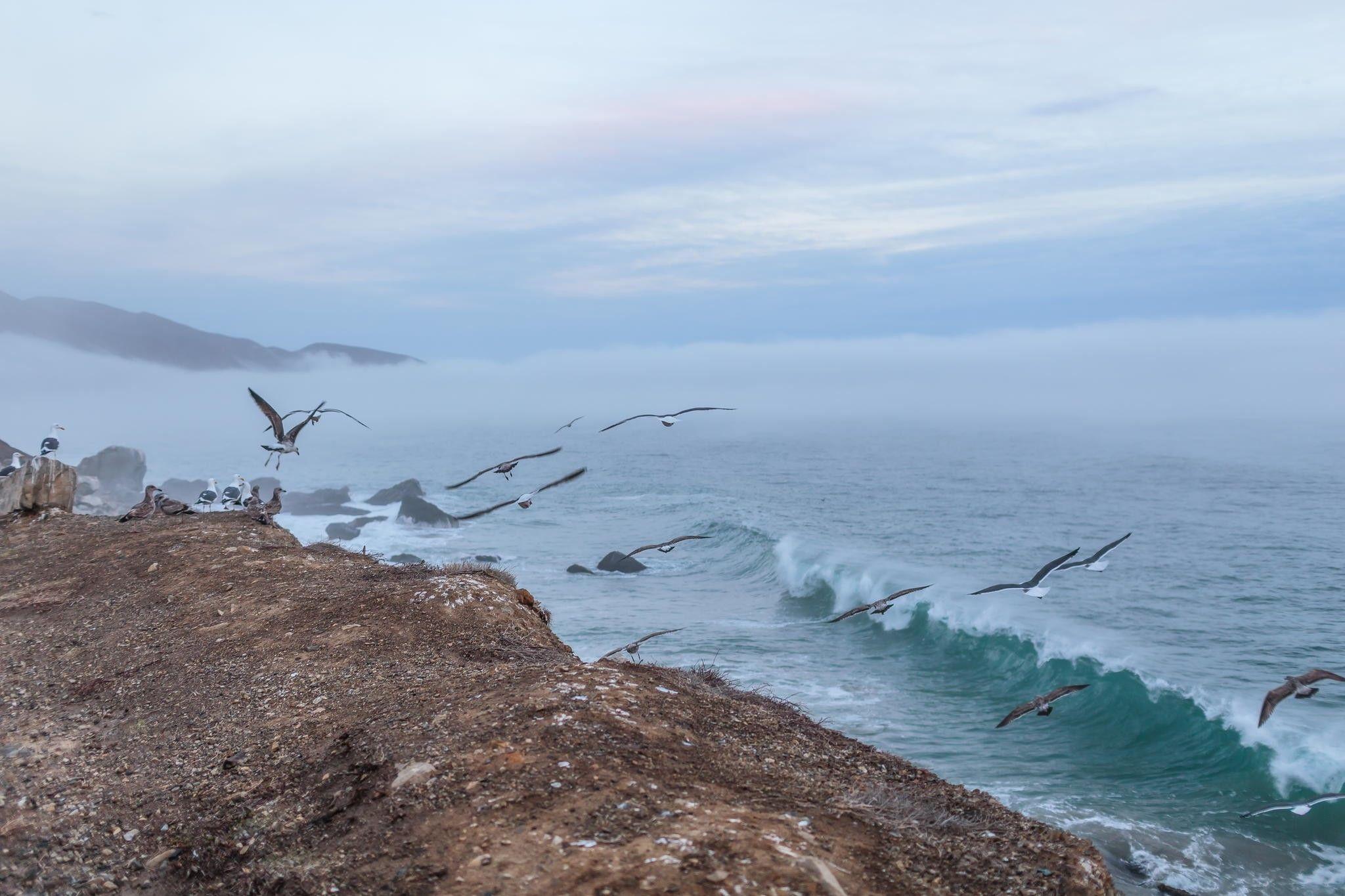 2048x1365 Beaches Waves Sea Beach Seagulls iPhone Wallpaper Tumblr Beaches