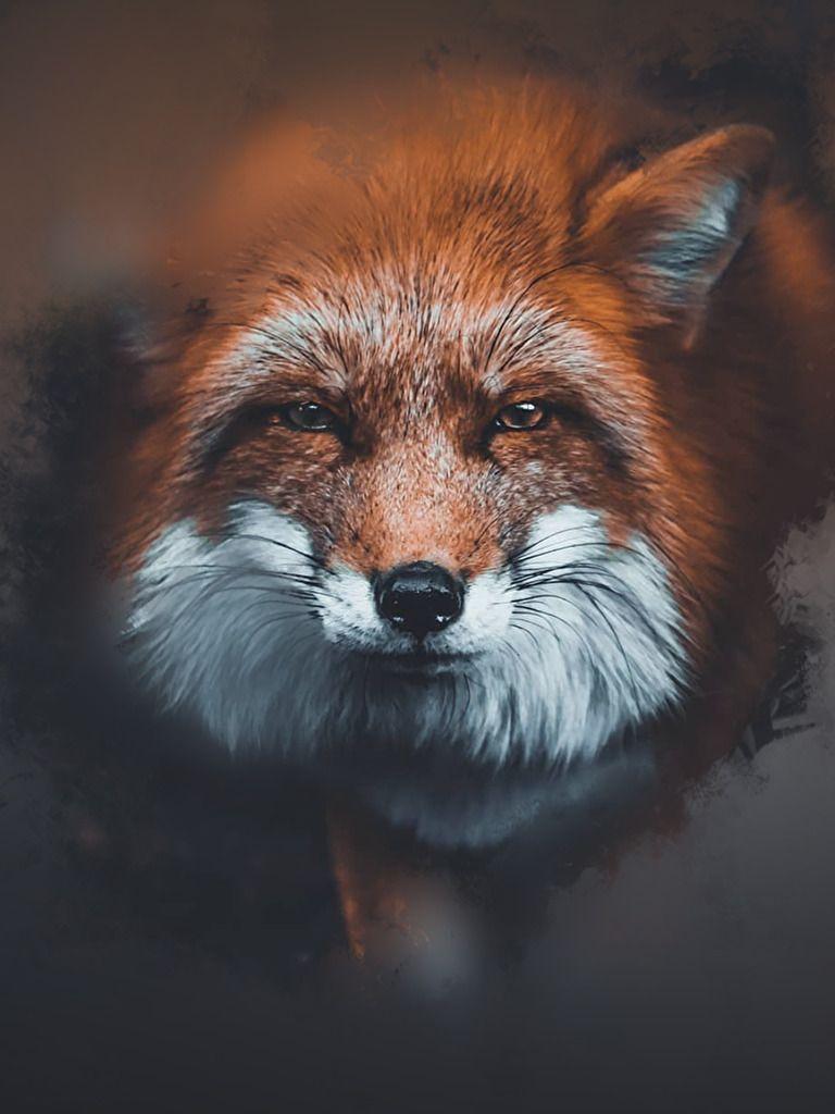 Fox Phone Wallpapers - Top Free Fox Phone Backgrounds - WallpaperAccess
