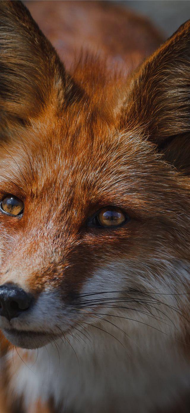 Fox Phone Wallpapers - Top Free Fox Phone Backgrounds - WallpaperAccess