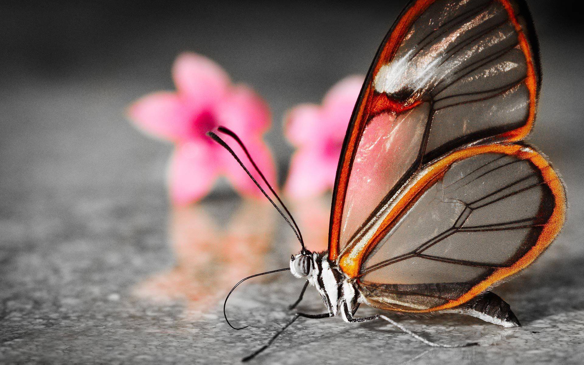 1920x1200 Cute 3D Butterfly Desktop Wallpaper #OKM815K 1920x1200