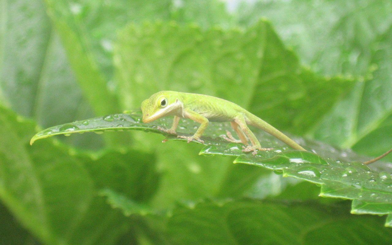 Cool Lizard Wallpapers Top Free Cool Lizard Backgrounds WallpaperAccess