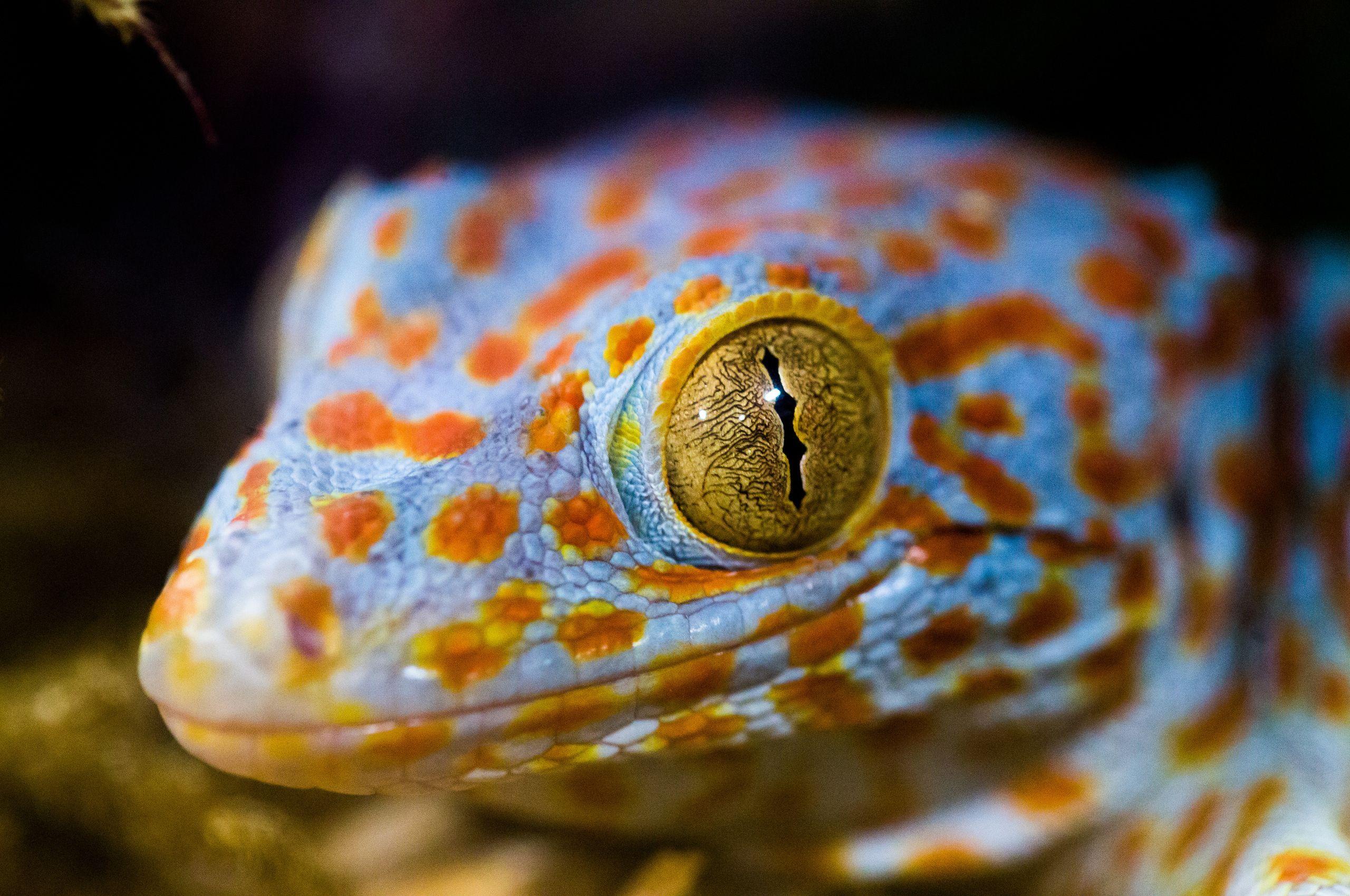 Cool Lizard Wallpapers Top Free Cool Lizard Backgrounds WallpaperAccess