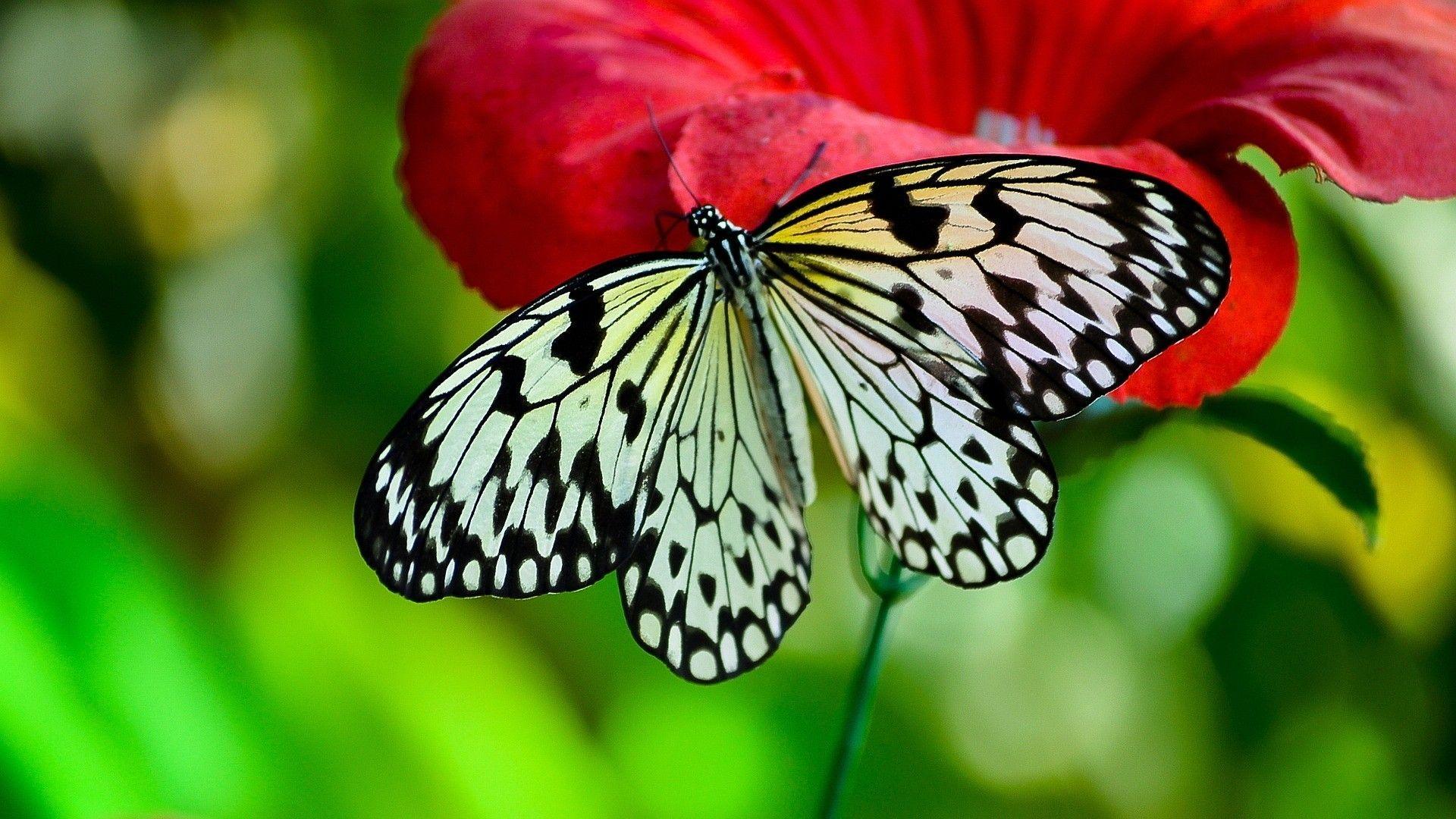 1920x1080 Cute Butterfly Desktop Wallpaper Cute Wallpaper