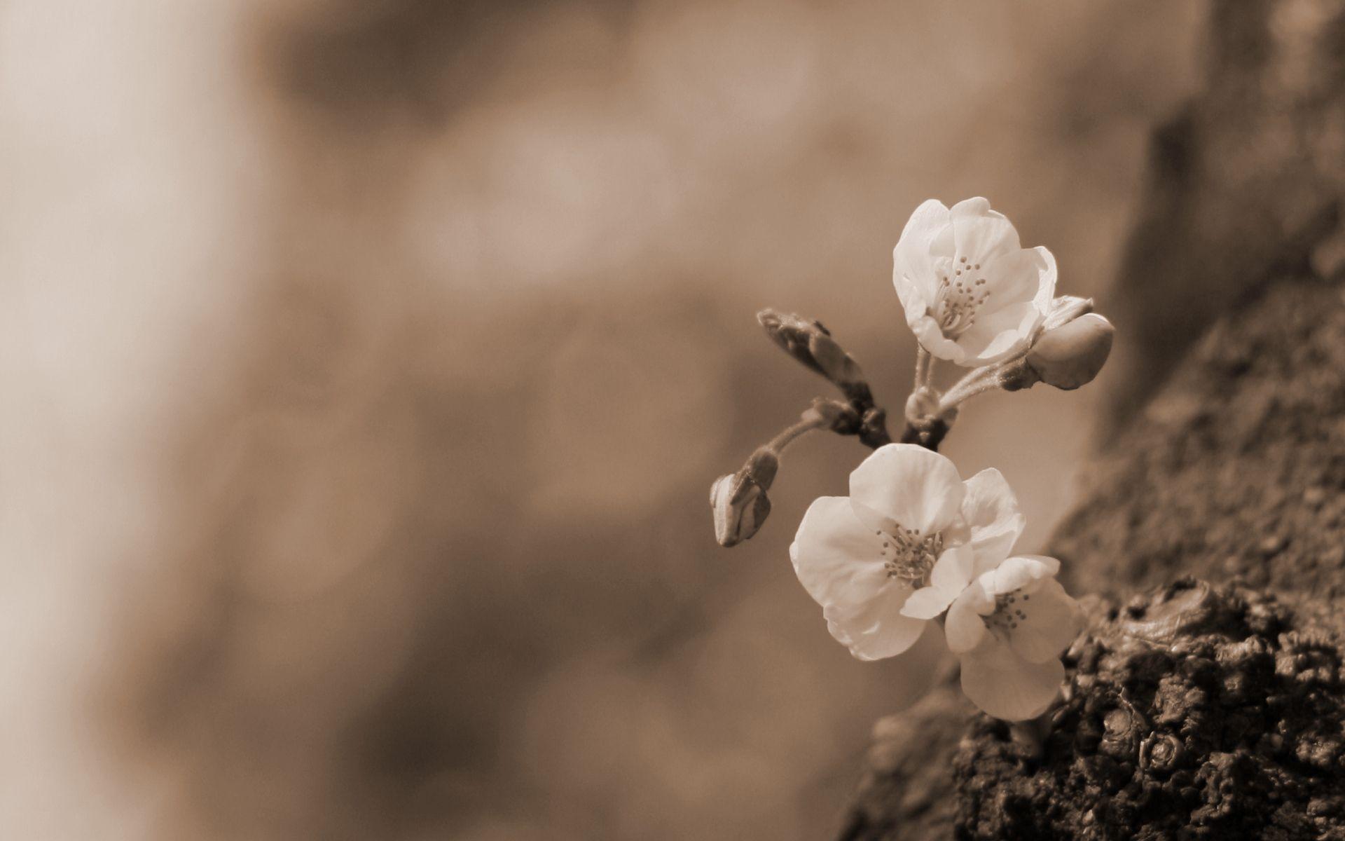 1920x1200 lovely flowers sepia. HD Desktop Wallpaperk HD