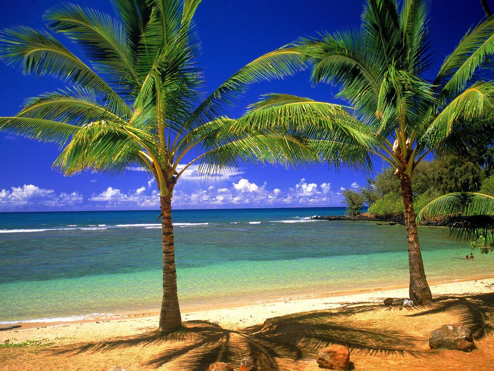 1600x1200 Tropical Wallpaper