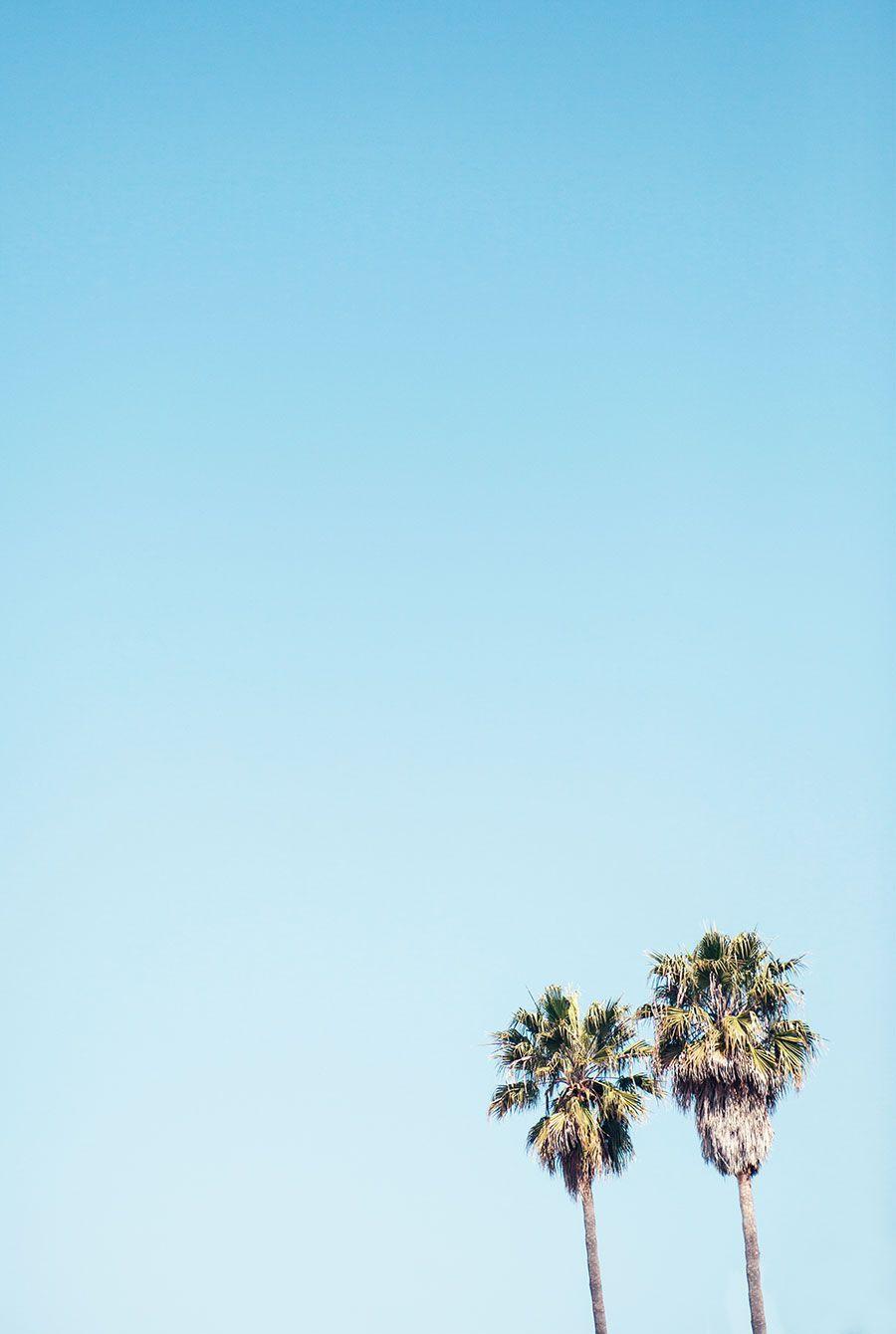 900x1340 Beaches of Santa Barbara. Cereal magazine, Palm tree background