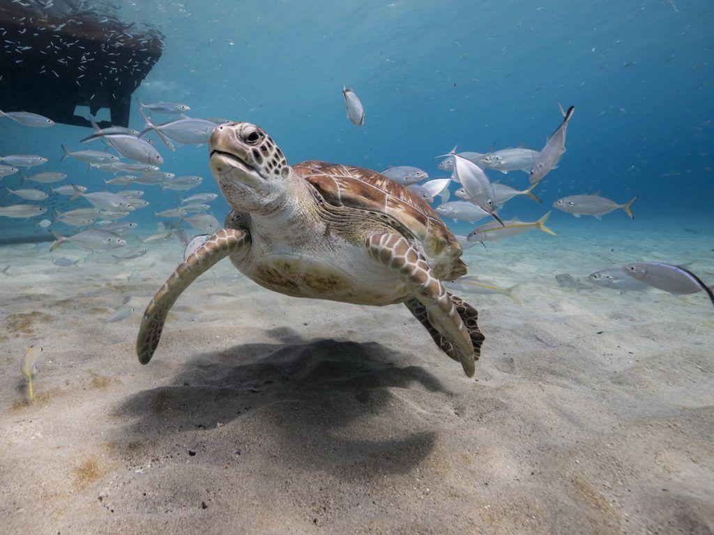 1024x768 diving in curacao Traveler Barbara Beach & Golf