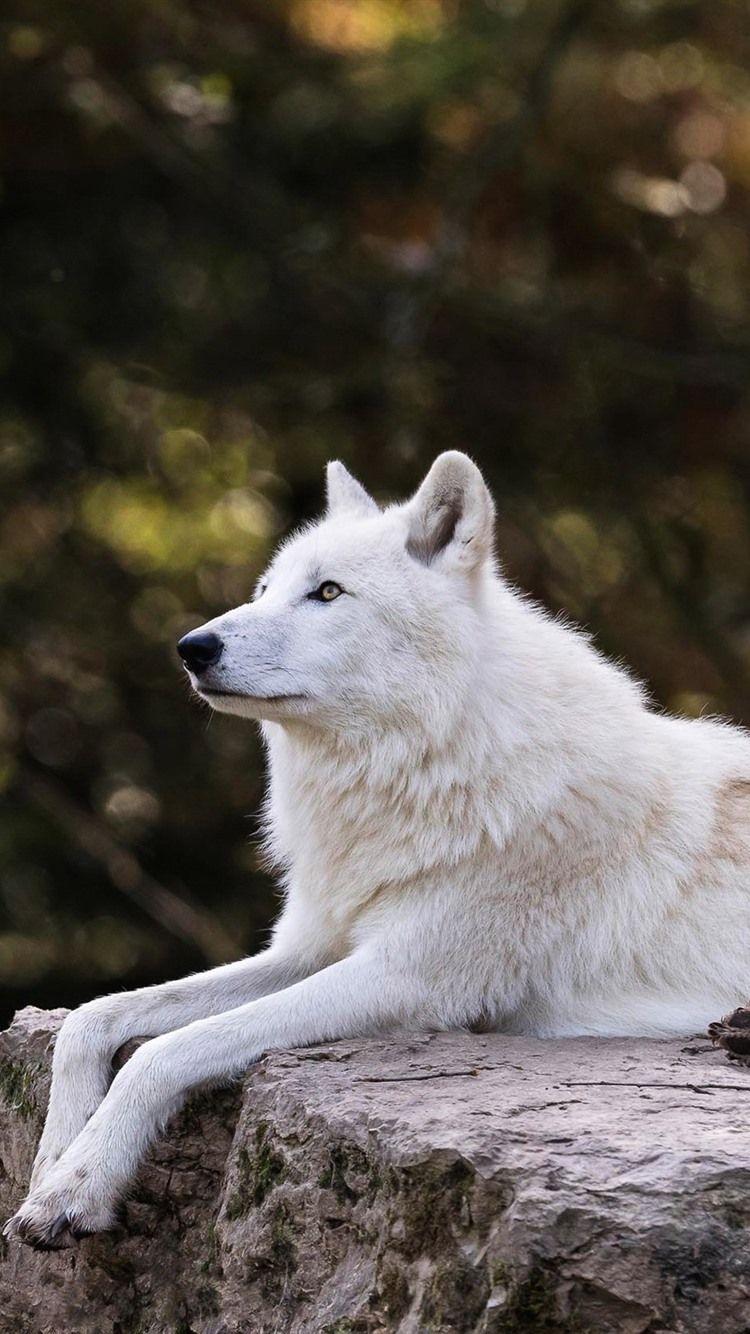 iPhone Wolf Wallpapers Top Free iPhone Wolf Backgrounds WallpaperAccess
