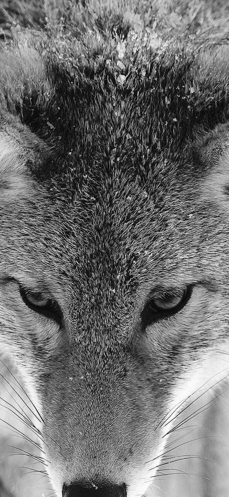 806x1745 Wolf Wallpaper IPhone XR Wallpaper.Pro