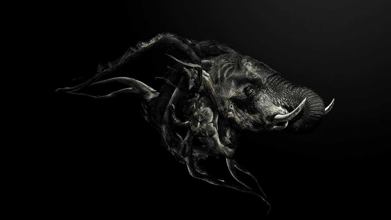 Hình ảnh con voi đen 1280x720