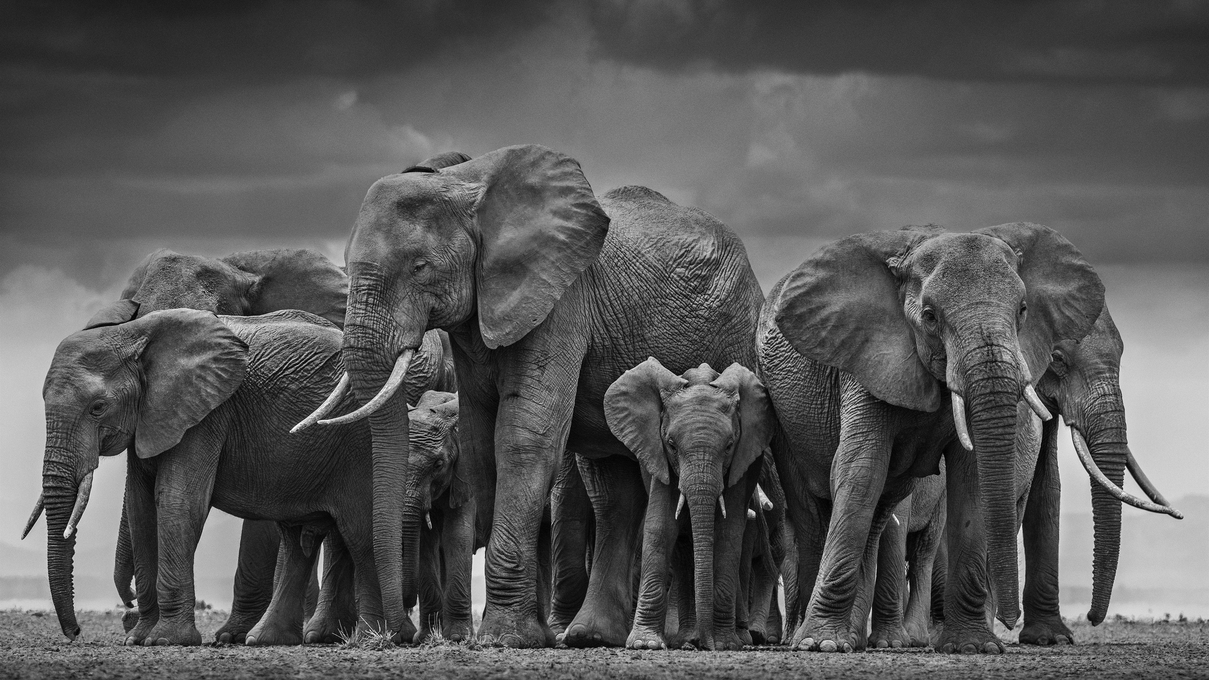 Elephants are big cats. Фотограф Дэвид Ярроу: «Дикие встречи». Фото природы Дэвида Ярроу. Африканский слон. Красивые слоны.
