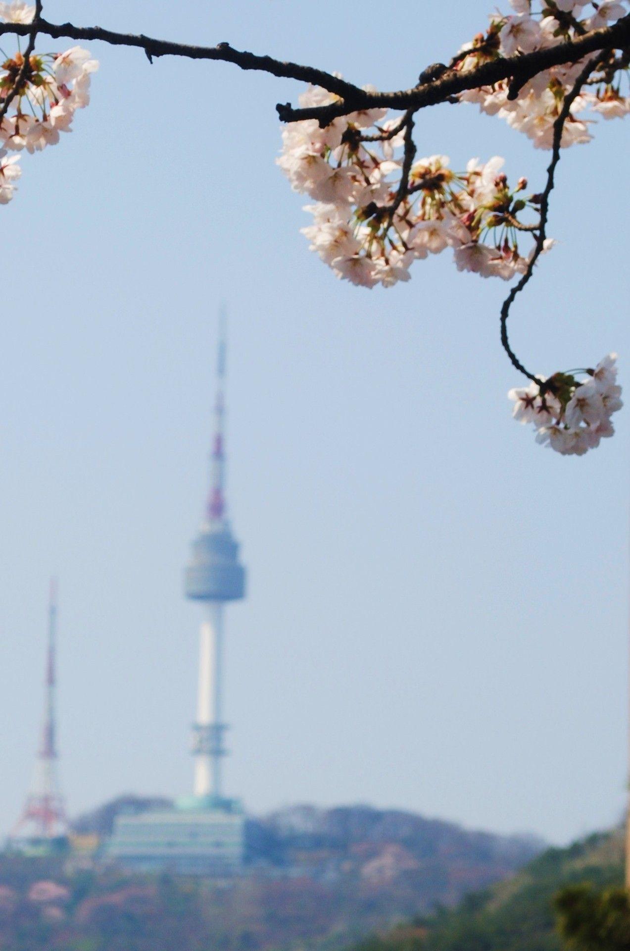 1273x1920 Seoul Tower during Cherry Blossom Season, Seoul, South Korea