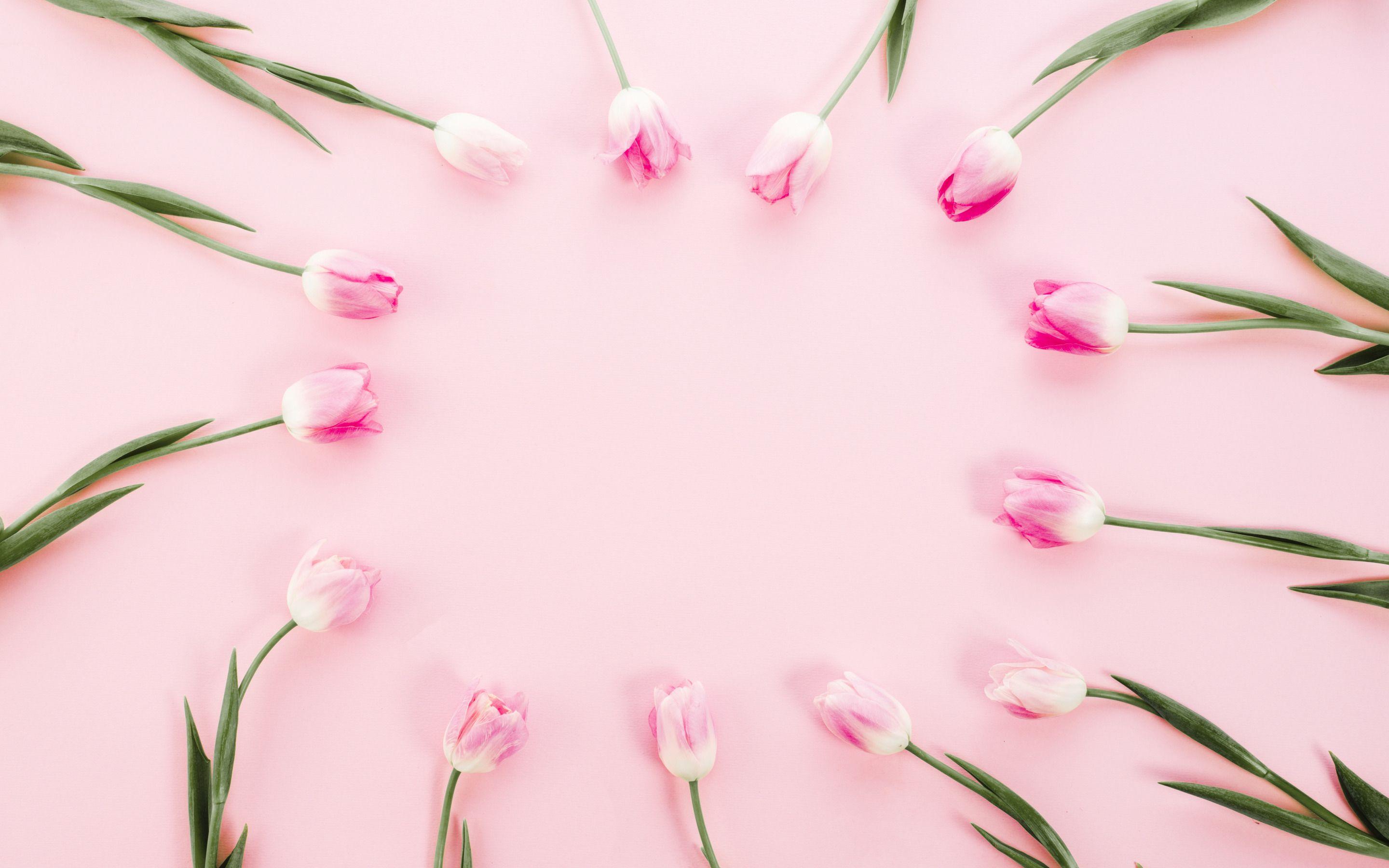 2880x1800 Download wallpaper pink tulips frame, pink background, flower