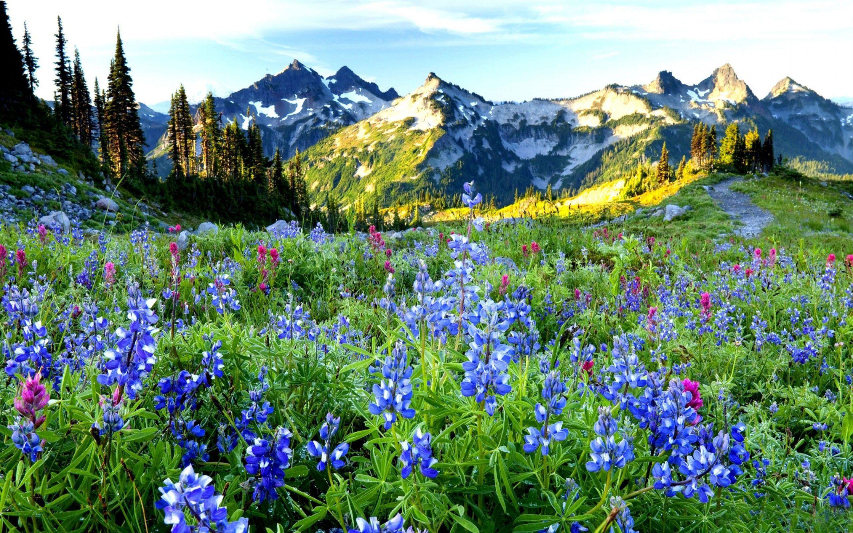 Mountain Flowers Wallpapers Top Free Mountain Flowers Backgrounds