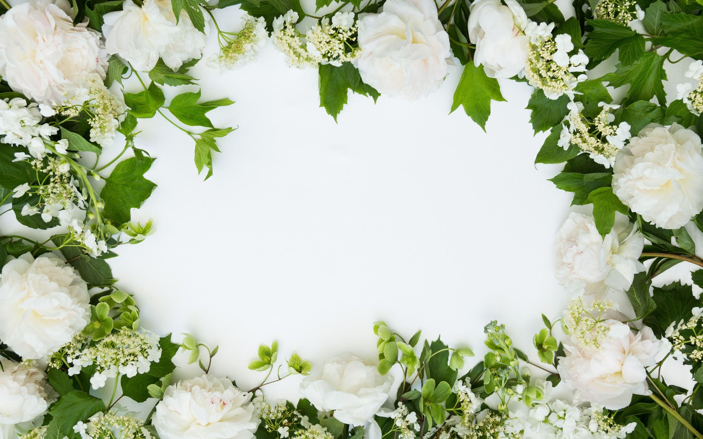2880x1800 Download wallpaper white flowers, flower frame, chrysanthemum