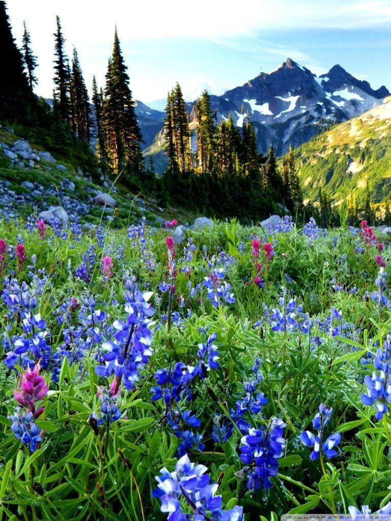 768x1024 Mountains Flowers Ultra HD Desktop Background Wallpaper for 4K UHD TV : Tablet
