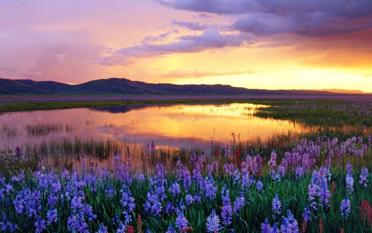 1280x804 Sunset Mountain Flowers wallpaper. Sunset Mountain Flowers stock