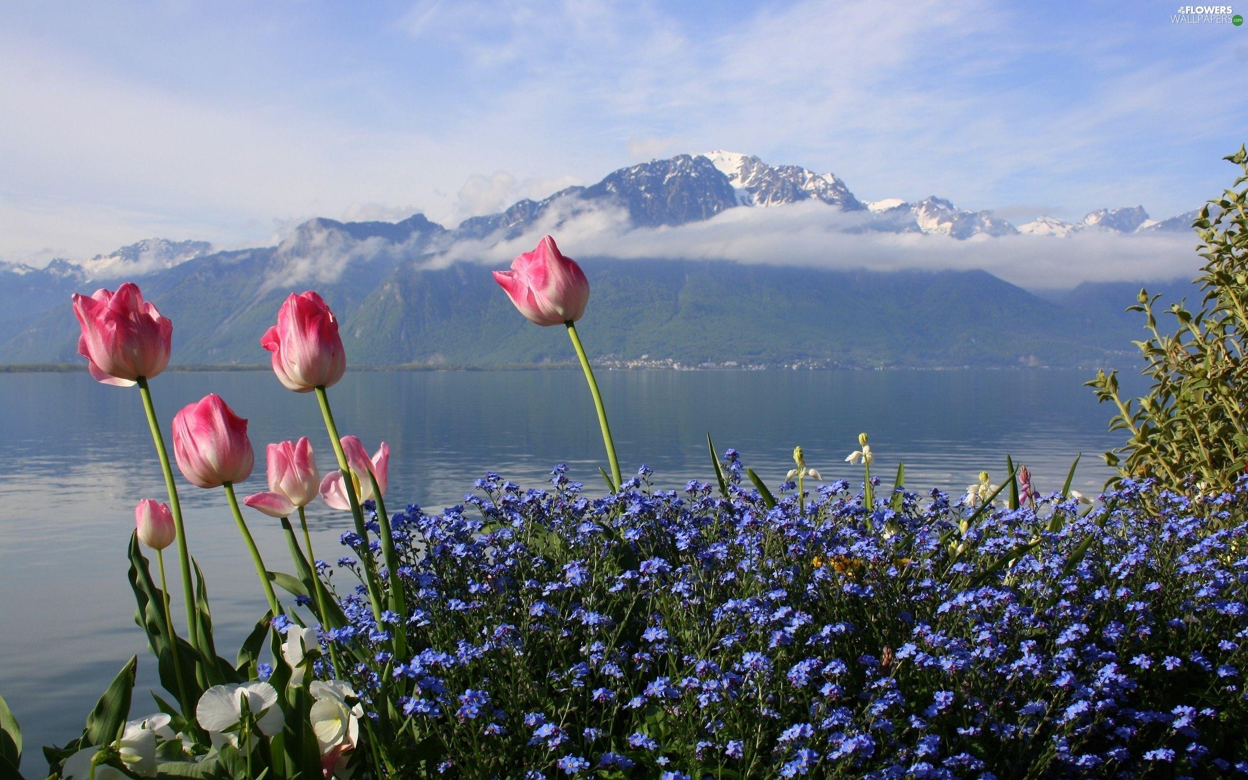 2560x1600 Blue, Flowers, lake, Tulips, Mountains wallpaper: 3800x2533
