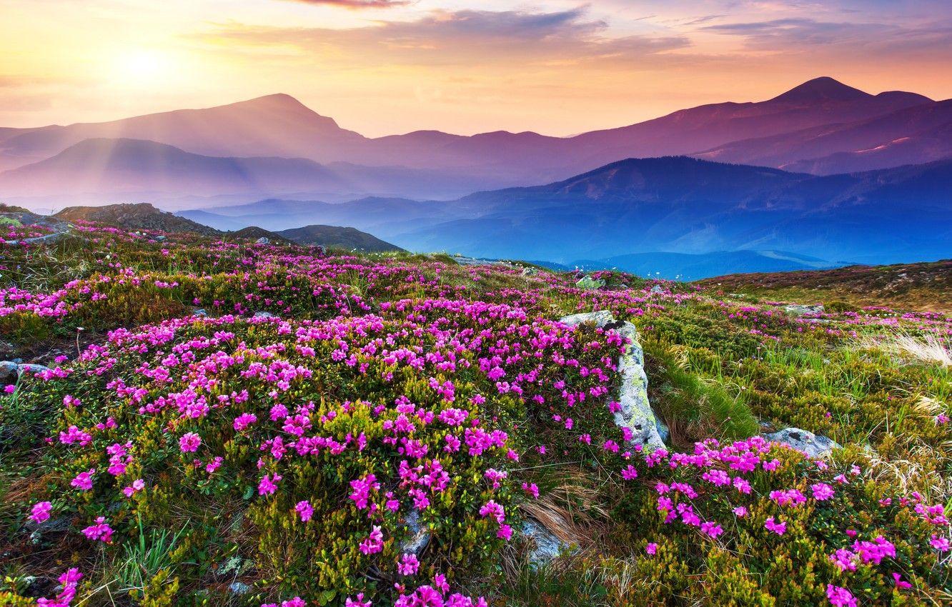 Mountain Flowers Wallpapers - Top Free Mountain Flowers Backgrounds ...