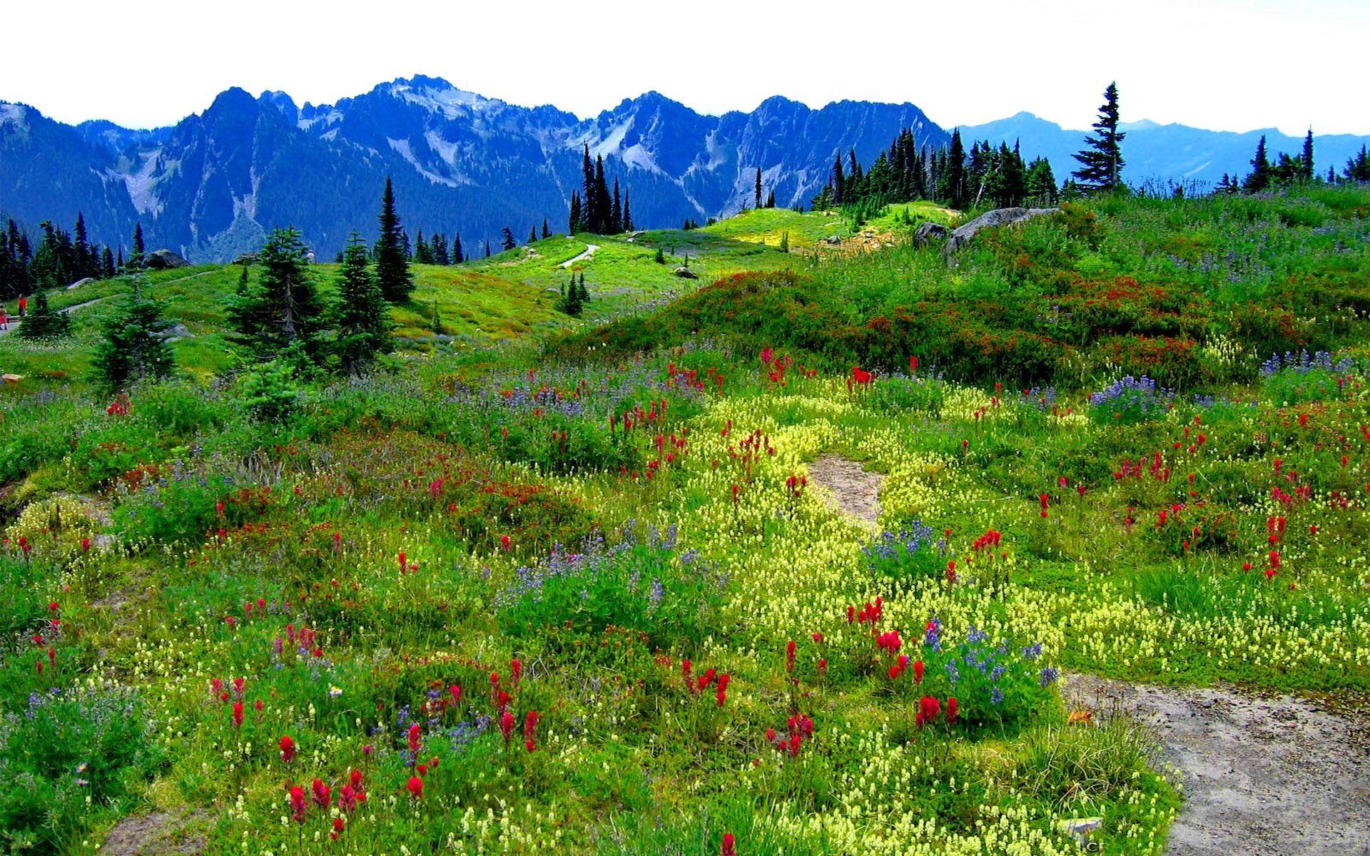 1920x1200 Download Green Mountain Meadow With Flowers In Multiple Colors, Mountains With Snow Wallpaper For Desktop free HD Wallp. Desktop wallpaper, Green mountain, Meadow