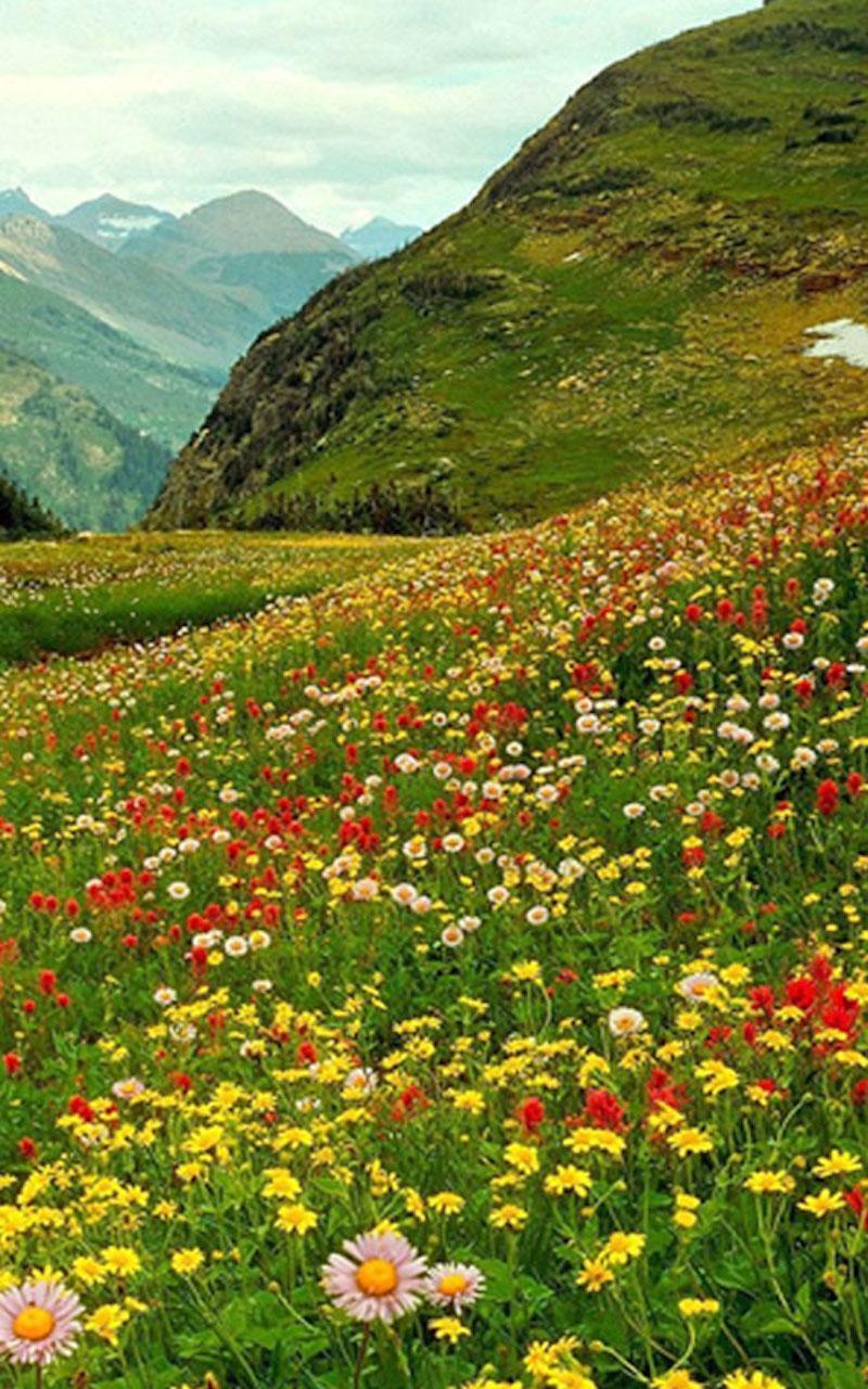 Mountain Flowers Wallpapers - Top Free Mountain Flowers Backgrounds