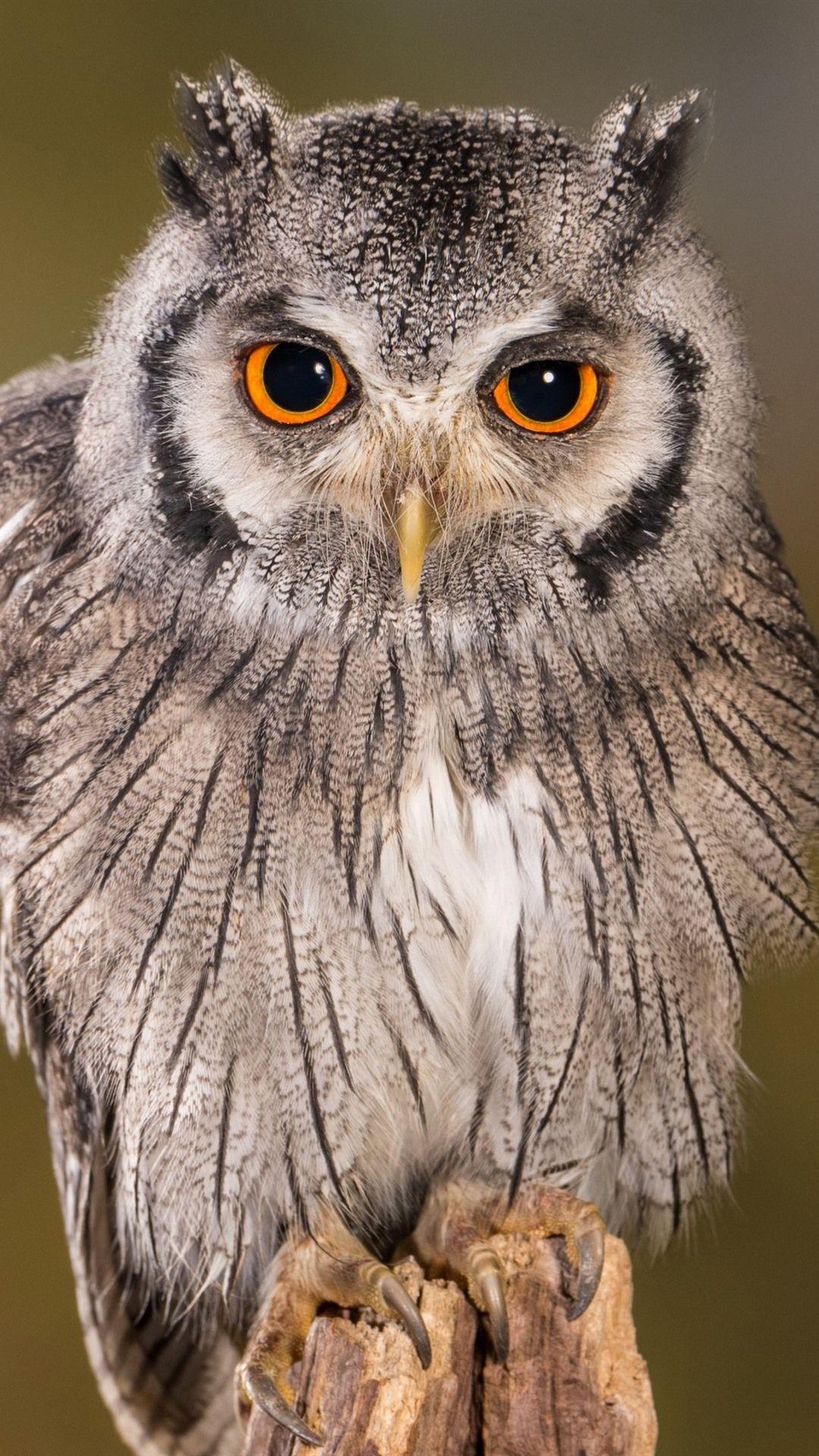 1080x1920 Cute Owl, Standing, Look, Eyes 1080x1920 IPhone 8 7 6 6S Plus