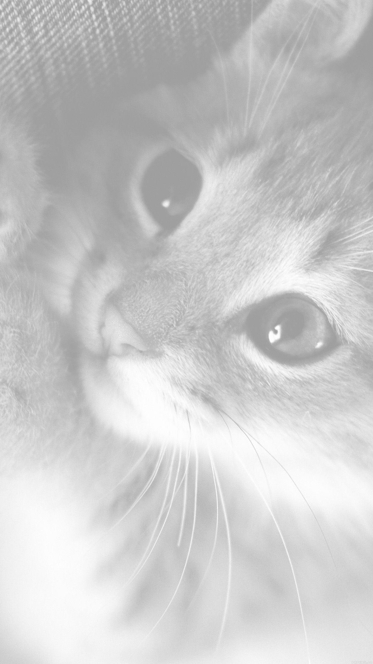 1242x2208 Cute Cat Kitten Nature Animal White Wallpaper
