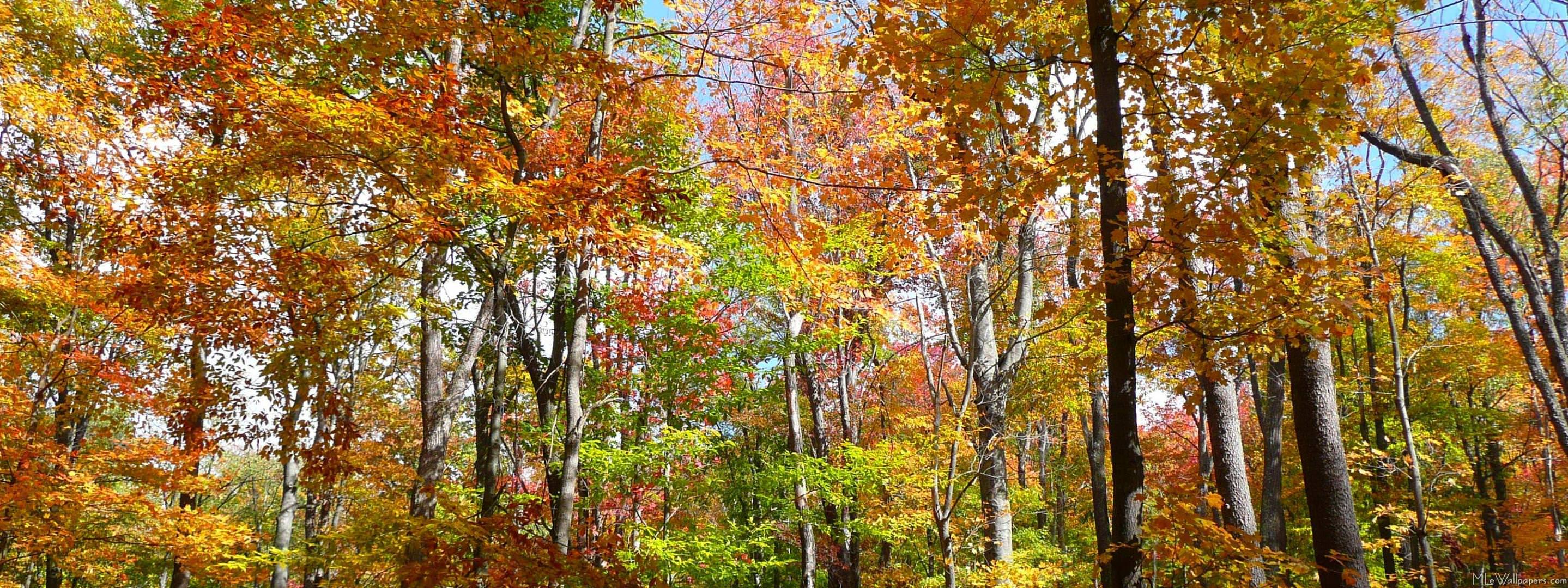 3197x1200 MLeWallpaper.com Forest II