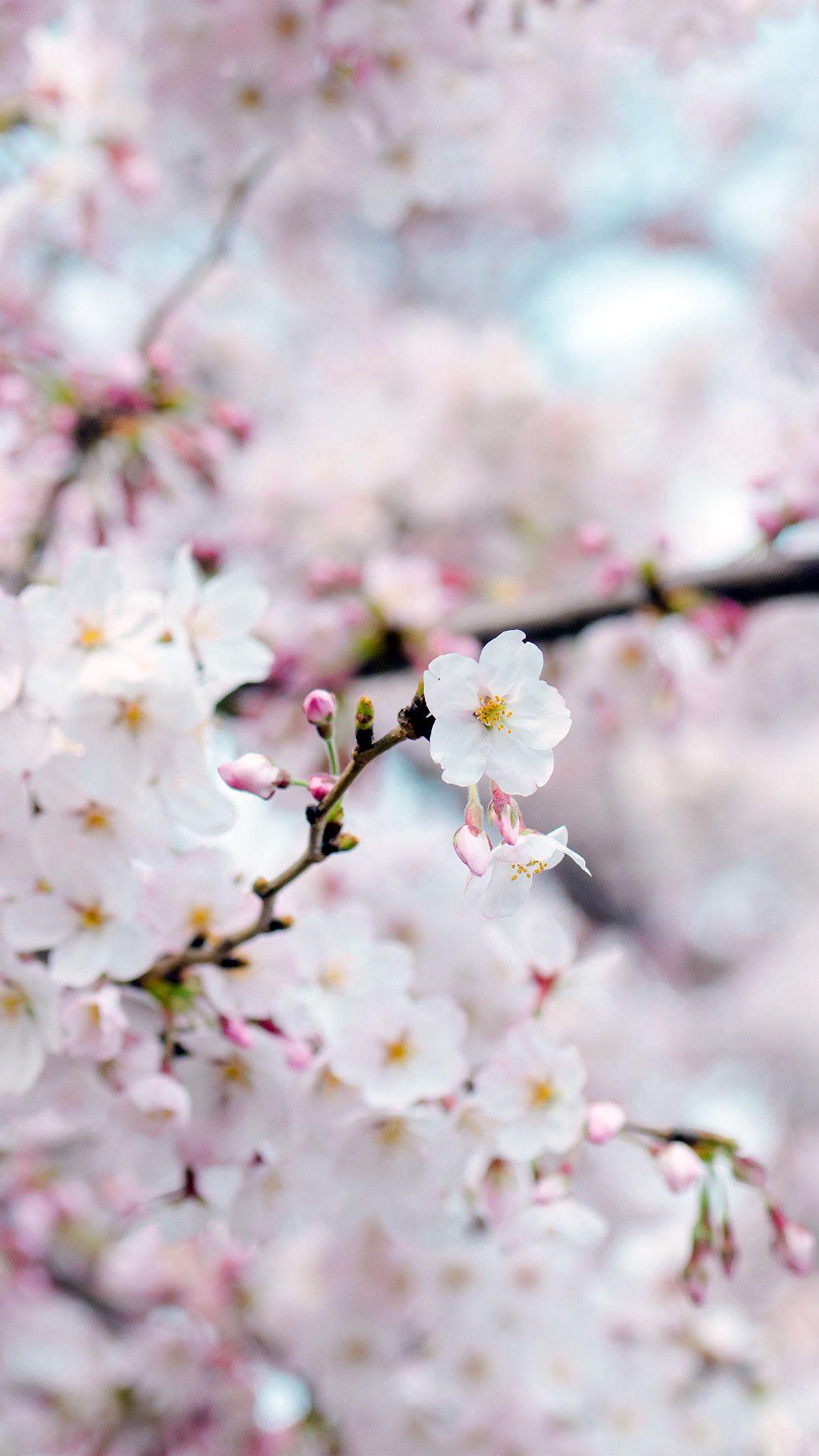 1242x2208 Cherry Blossom Flower Spring Tree Bokeh Nature