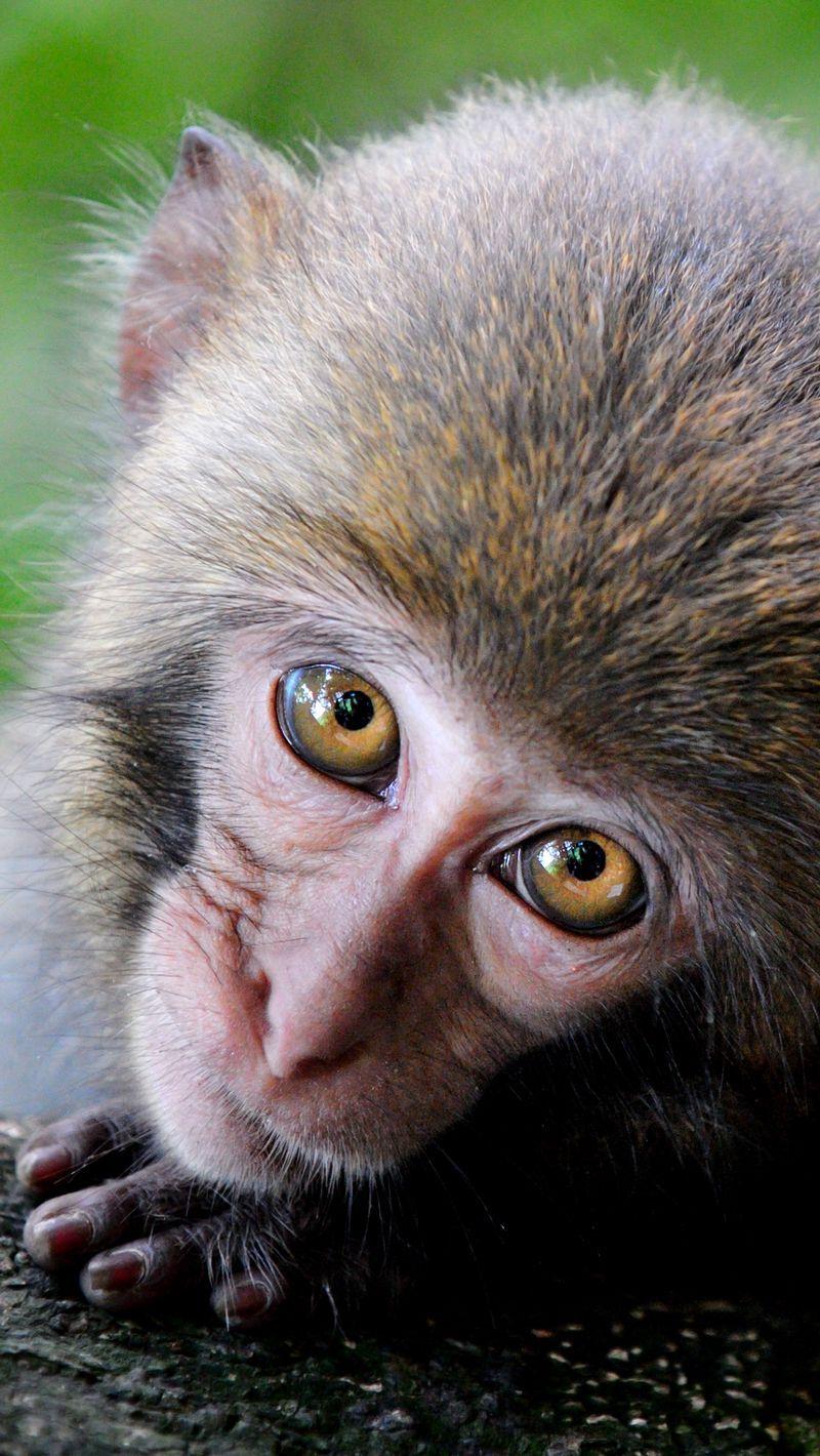 800x1420 Download wallpaper 800x1420 monkey, cute, look, primate iphone se